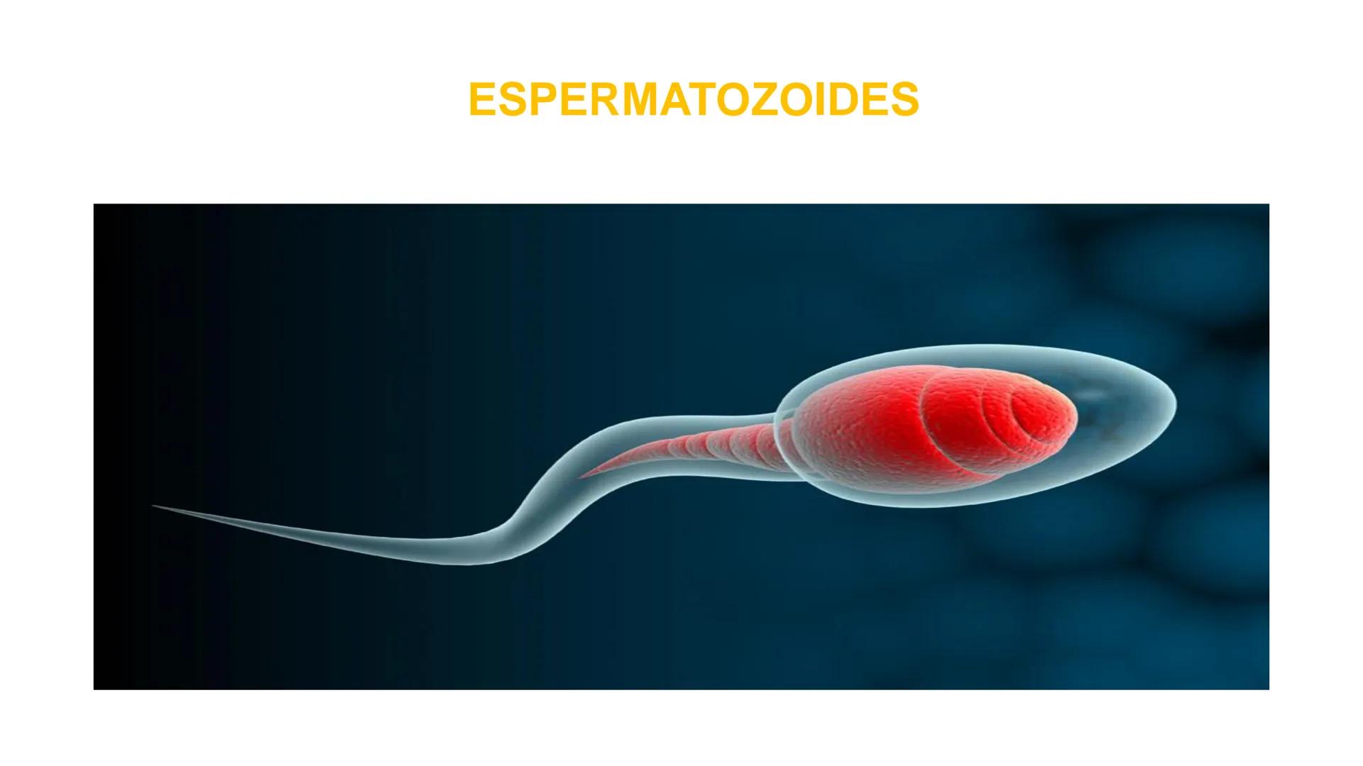 Nucleolus
Chromatin
BIOLOGIA CELULAR Y MOLECULAR
THE NUCLEUS
Nuclear envelope
Nuclear pore
DOCENTE: MAYRA PEREDA RUIZ
BIOLOGO MICROBIO