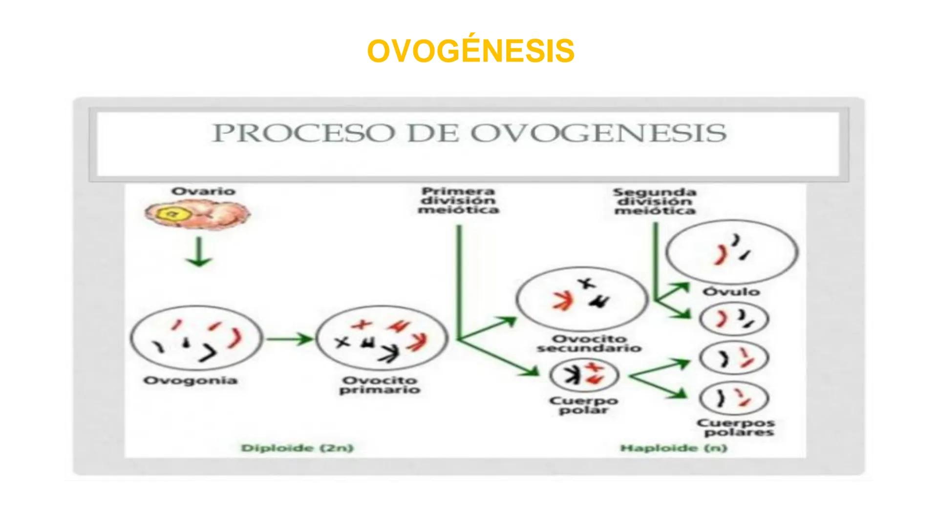 Nucleolus
Chromatin
BIOLOGIA CELULAR Y MOLECULAR
THE NUCLEUS
Nuclear envelope
Nuclear pore
DOCENTE: MAYRA PEREDA RUIZ
BIOLOGO MICROBIO
