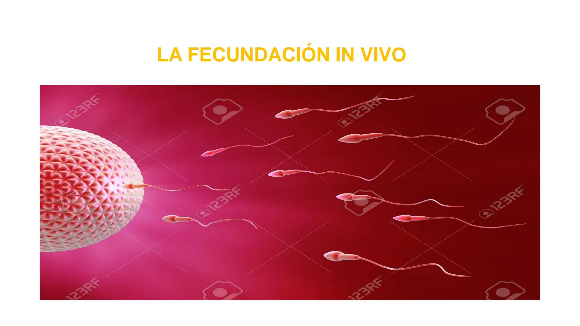 Nucleolus
Chromatin
BIOLOGIA CELULAR Y MOLECULAR
THE NUCLEUS
Nuclear envelope
Nuclear pore
DOCENTE: MAYRA PEREDA RUIZ
BIOLOGO MICROBIO