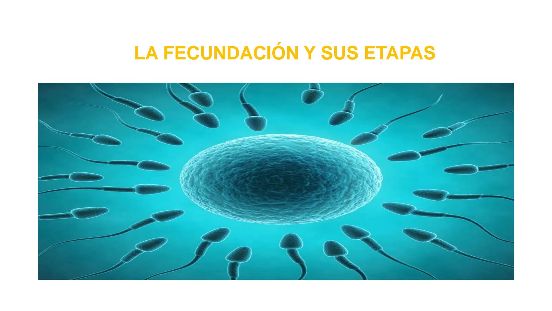 Nucleolus
Chromatin
BIOLOGIA CELULAR Y MOLECULAR
THE NUCLEUS
Nuclear envelope
Nuclear pore
DOCENTE: MAYRA PEREDA RUIZ
BIOLOGO MICROBIO