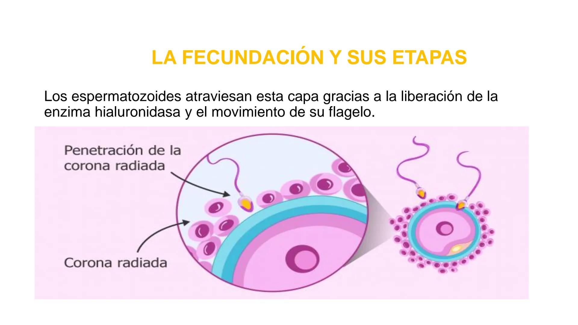 Nucleolus
Chromatin
BIOLOGIA CELULAR Y MOLECULAR
THE NUCLEUS
Nuclear envelope
Nuclear pore
DOCENTE: MAYRA PEREDA RUIZ
BIOLOGO MICROBIO