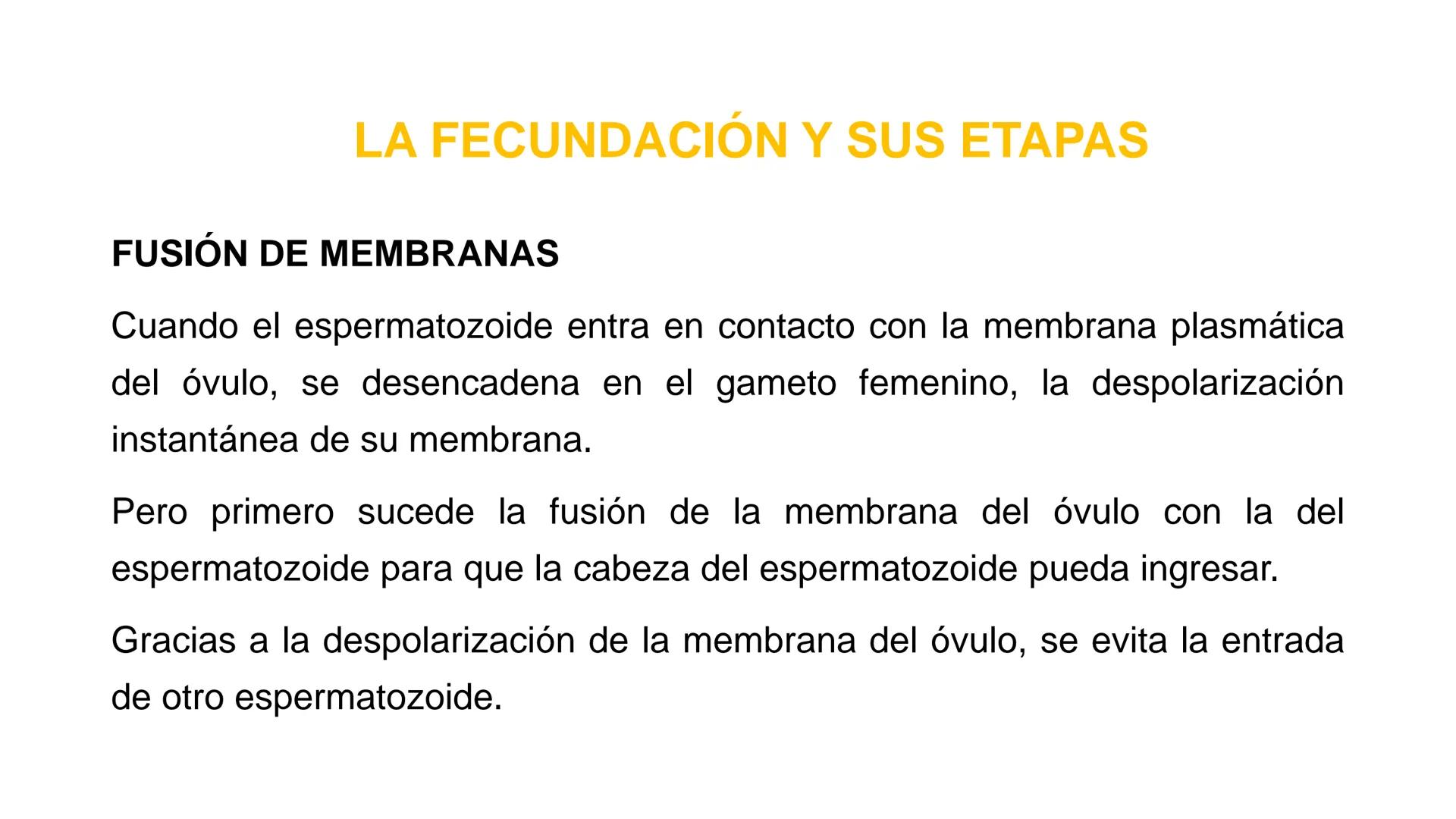 Nucleolus
Chromatin
BIOLOGIA CELULAR Y MOLECULAR
THE NUCLEUS
Nuclear envelope
Nuclear pore
DOCENTE: MAYRA PEREDA RUIZ
BIOLOGO MICROBIO
