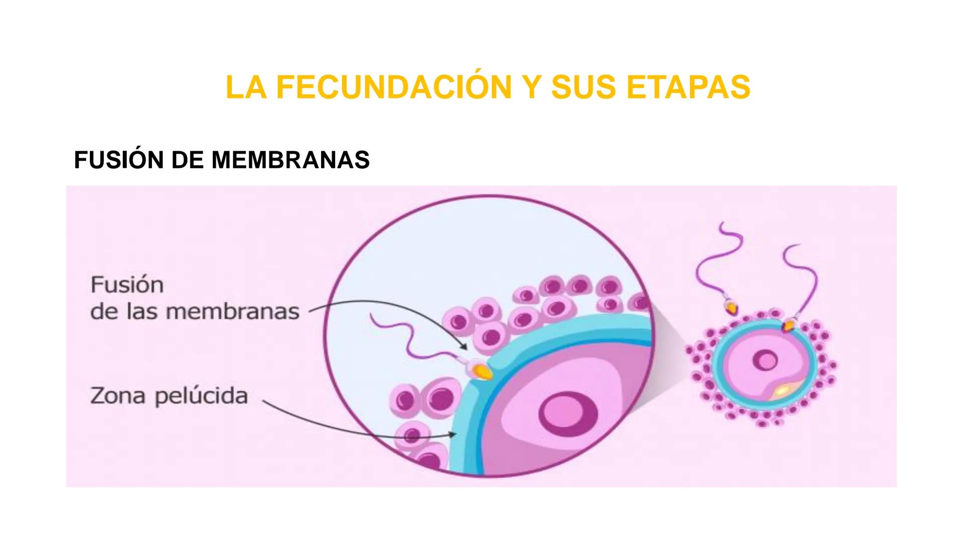 Nucleolus
Chromatin
BIOLOGIA CELULAR Y MOLECULAR
THE NUCLEUS
Nuclear envelope
Nuclear pore
DOCENTE: MAYRA PEREDA RUIZ
BIOLOGO MICROBIO
