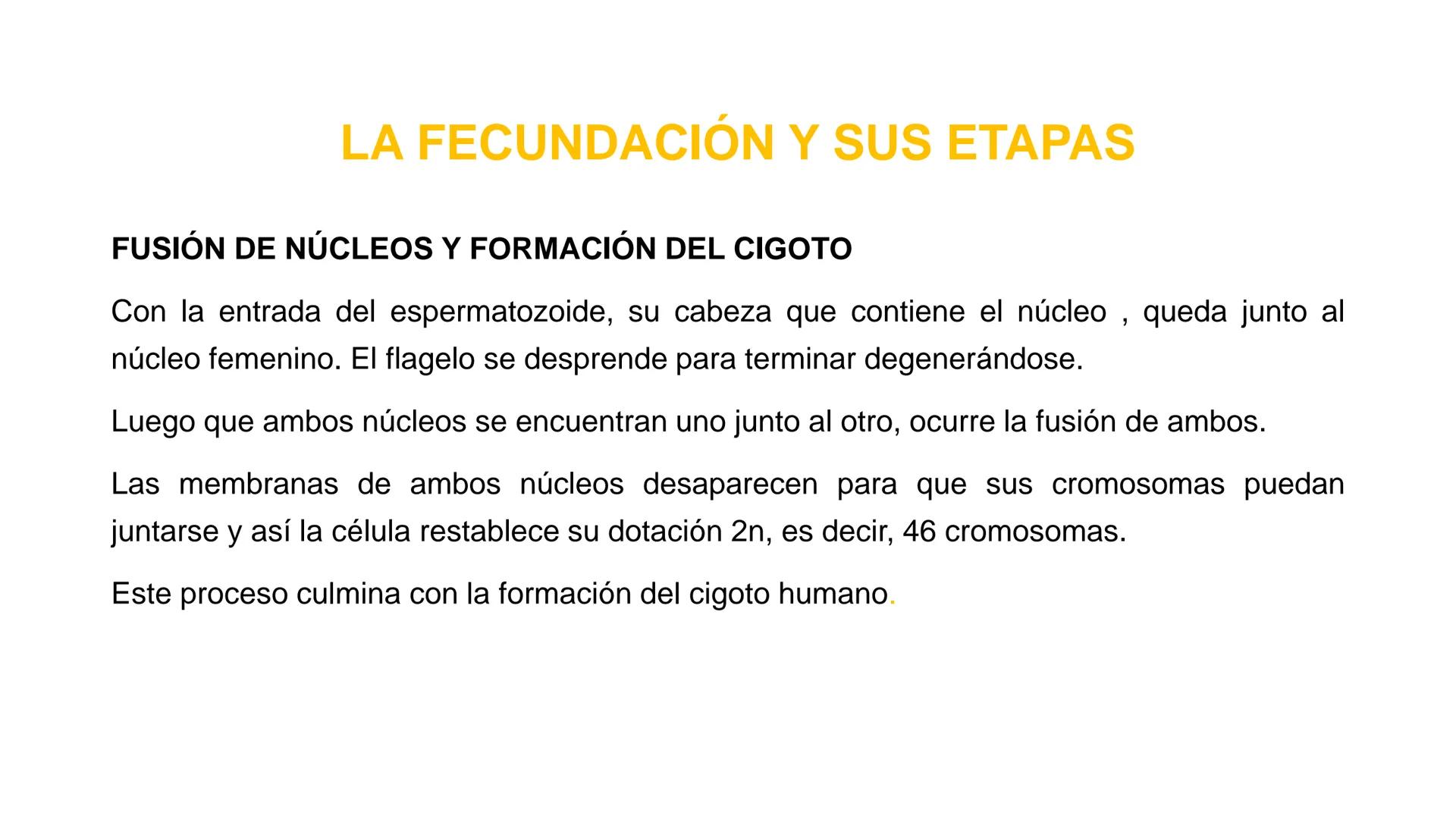Nucleolus
Chromatin
BIOLOGIA CELULAR Y MOLECULAR
THE NUCLEUS
Nuclear envelope
Nuclear pore
DOCENTE: MAYRA PEREDA RUIZ
BIOLOGO MICROBIO