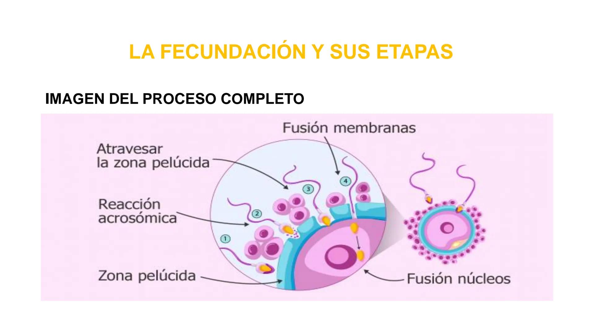 Nucleolus
Chromatin
BIOLOGIA CELULAR Y MOLECULAR
THE NUCLEUS
Nuclear envelope
Nuclear pore
DOCENTE: MAYRA PEREDA RUIZ
BIOLOGO MICROBIO