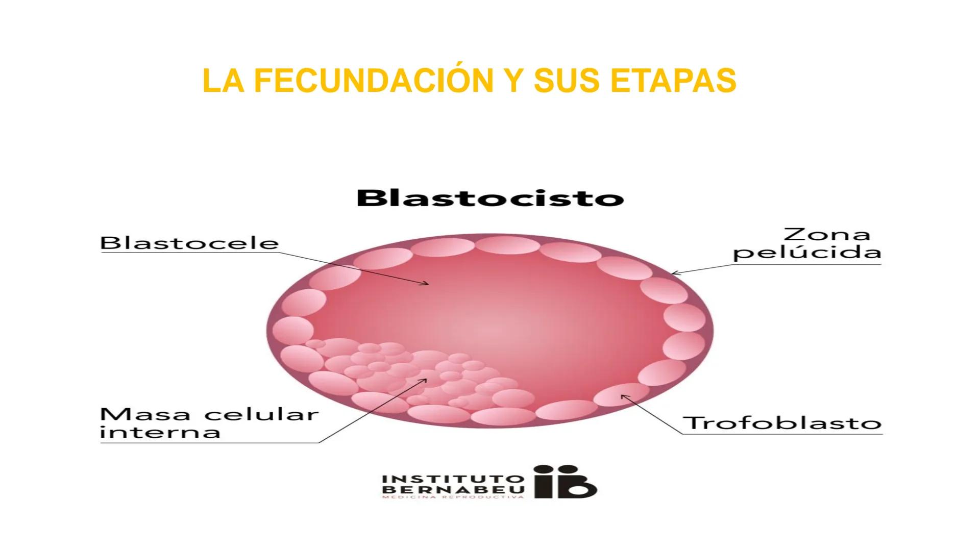 Nucleolus
Chromatin
BIOLOGIA CELULAR Y MOLECULAR
THE NUCLEUS
Nuclear envelope
Nuclear pore
DOCENTE: MAYRA PEREDA RUIZ
BIOLOGO MICROBIO