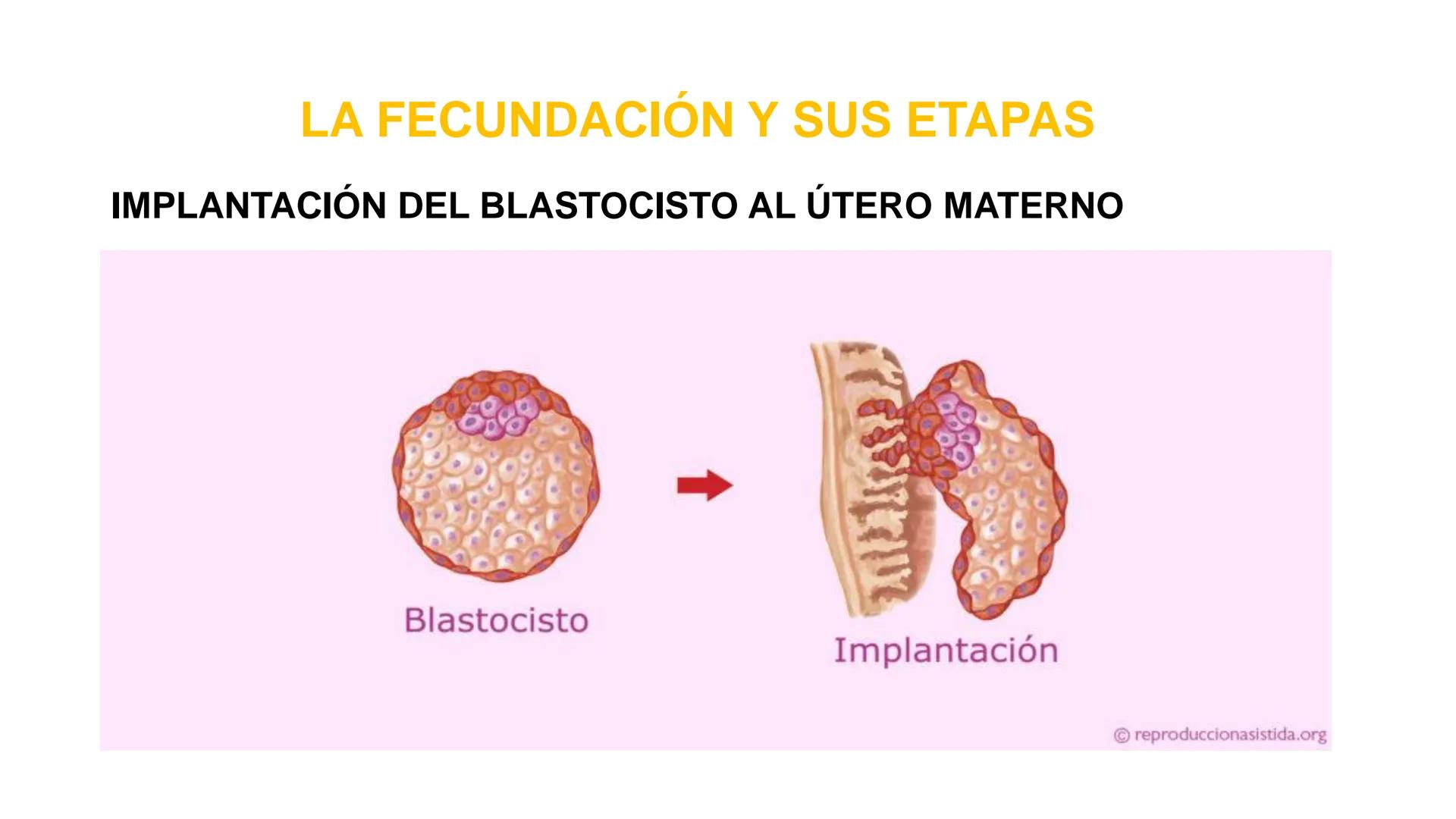 Nucleolus
Chromatin
BIOLOGIA CELULAR Y MOLECULAR
THE NUCLEUS
Nuclear envelope
Nuclear pore
DOCENTE: MAYRA PEREDA RUIZ
BIOLOGO MICROBIO