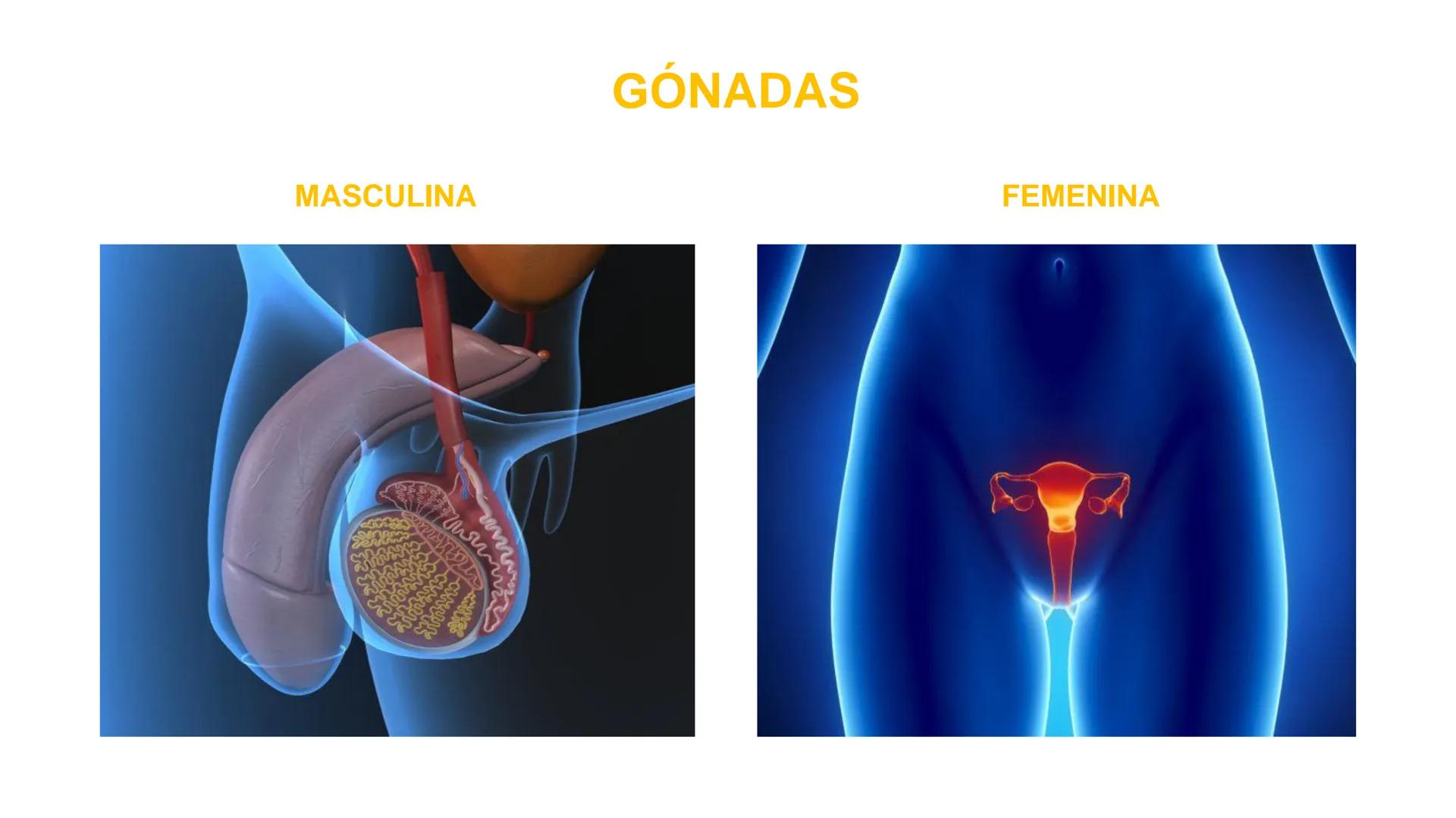 Nucleolus
Chromatin
BIOLOGIA CELULAR Y MOLECULAR
THE NUCLEUS
Nuclear envelope
Nuclear pore
DOCENTE: MAYRA PEREDA RUIZ
BIOLOGO MICROBIO