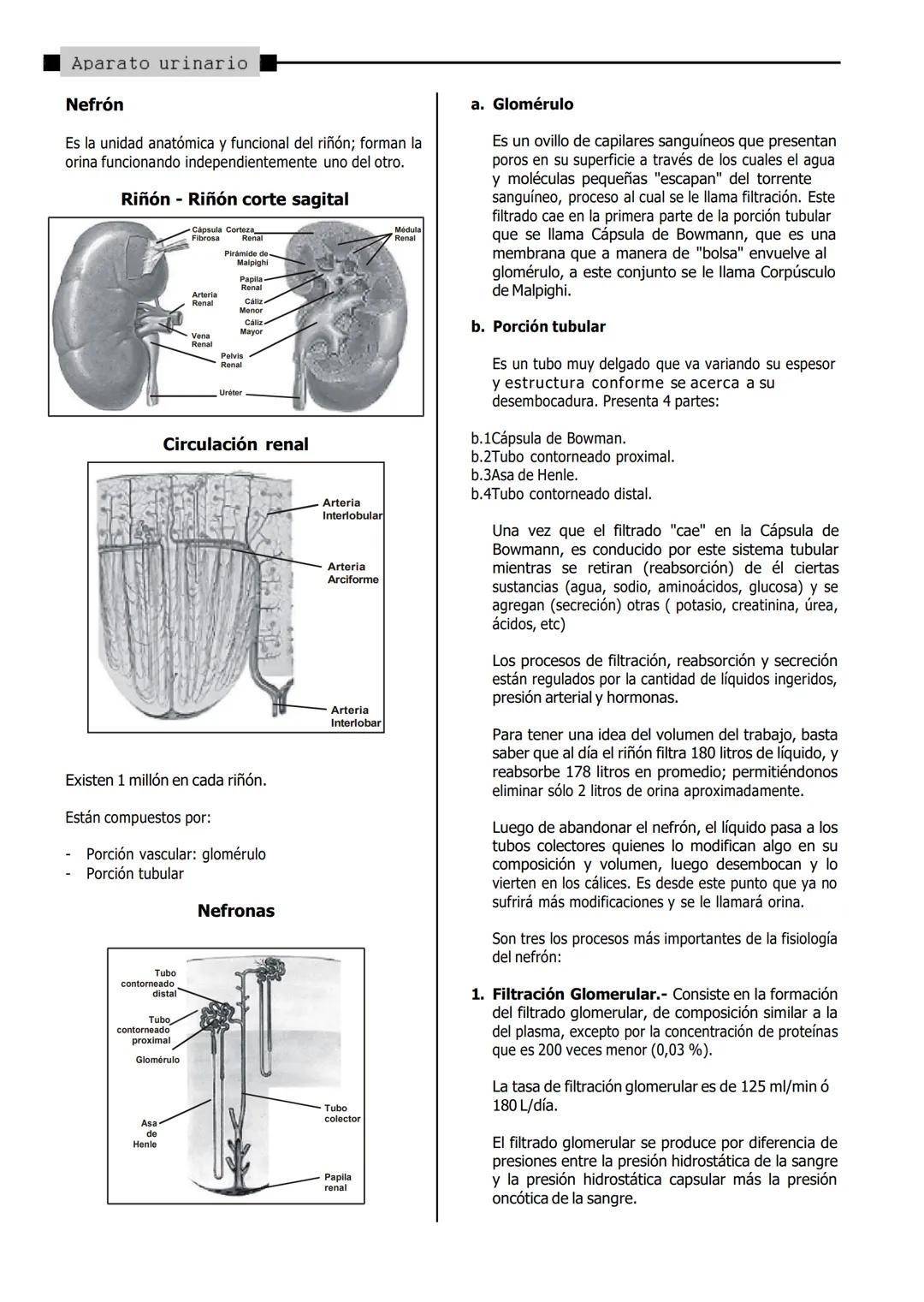 # APARATO
URINARIO
Los desechos nitrogenados tales como la úrea, amoniaco, ácido úrico y otros suelen ser perjudiciales para el
organismo,