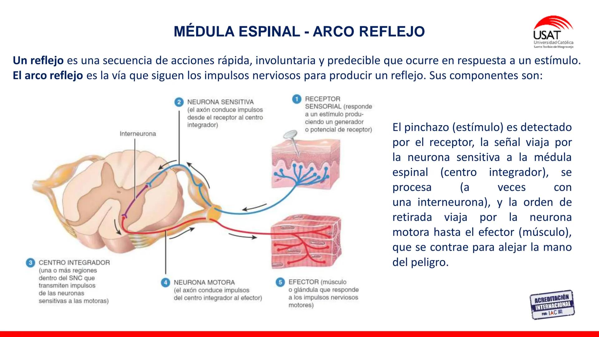 USAT
Universidad Católica
Santa Toribin de Magraveja
SISTEMA NERVIOSO: SN Central: Médula
espinal. Tronco encefálico, Cerebelo.
Diencéfalo.