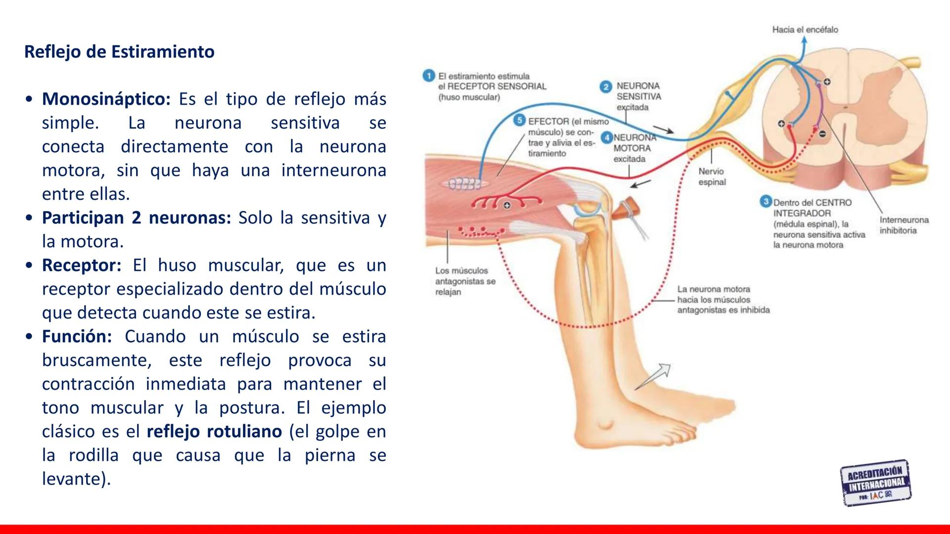 USAT
Universidad Católica
Santa Toribin de Magraveja
SISTEMA NERVIOSO: SN Central: Médula
espinal. Tronco encefálico, Cerebelo.
Diencéfalo.