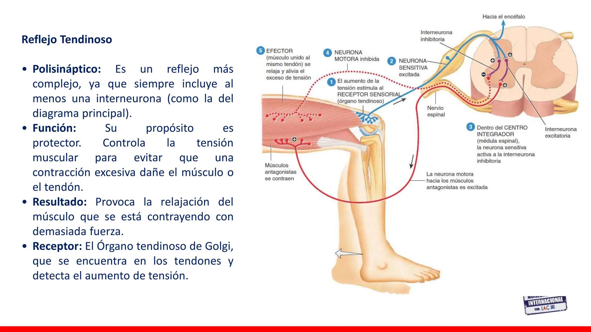 USAT
Universidad Católica
Santa Toribin de Magraveja
SISTEMA NERVIOSO: SN Central: Médula
espinal. Tronco encefálico, Cerebelo.
Diencéfalo.