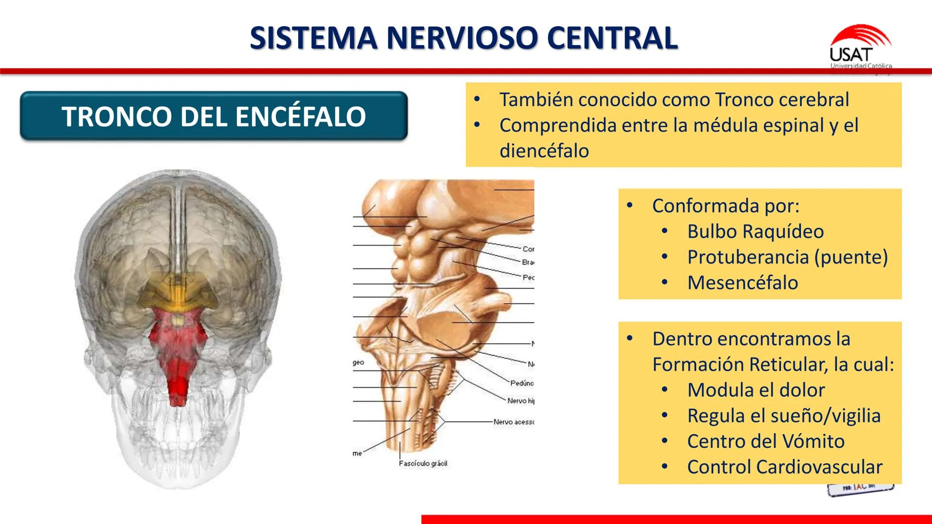 USAT
Universidad Católica
Santa Toribin de Magraveja
SISTEMA NERVIOSO: SN Central: Médula
espinal. Tronco encefálico, Cerebelo.
Diencéfalo.