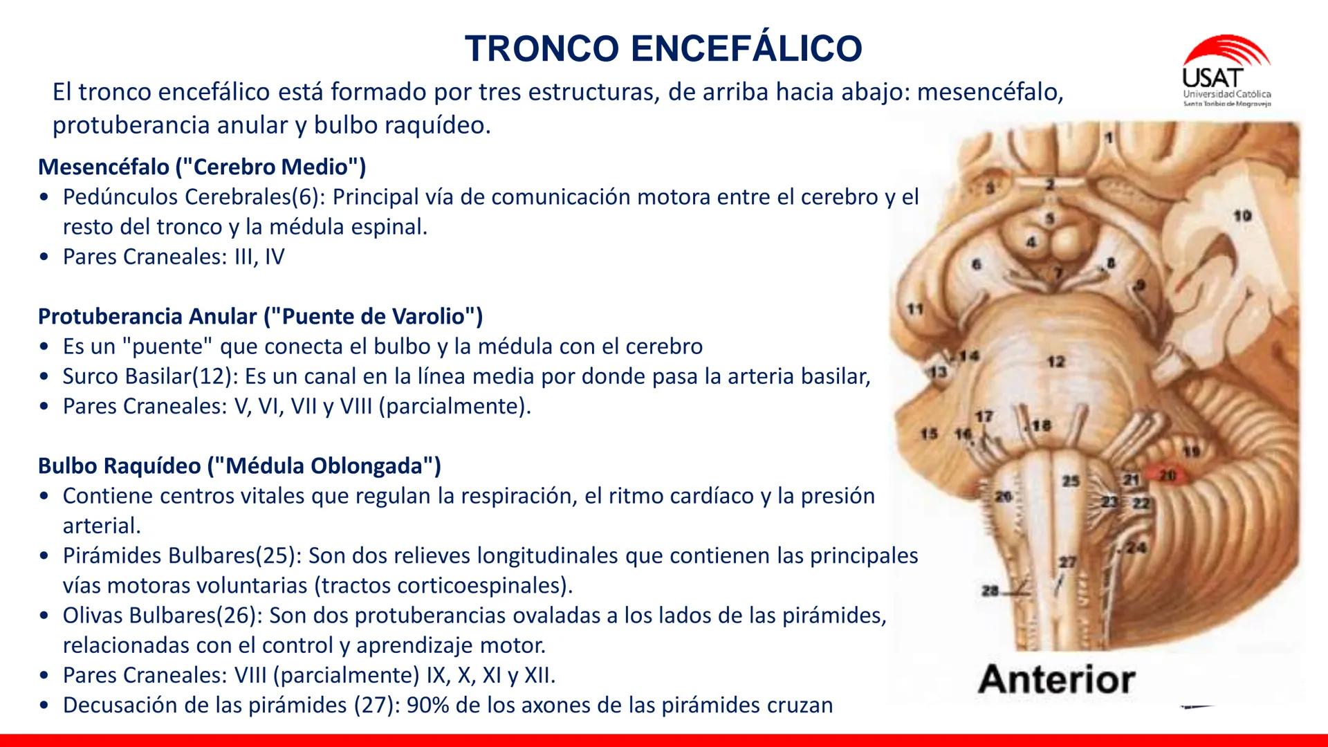 USAT
Universidad Católica
Santa Toribin de Magraveja
SISTEMA NERVIOSO: SN Central: Médula
espinal. Tronco encefálico, Cerebelo.
Diencéfalo.