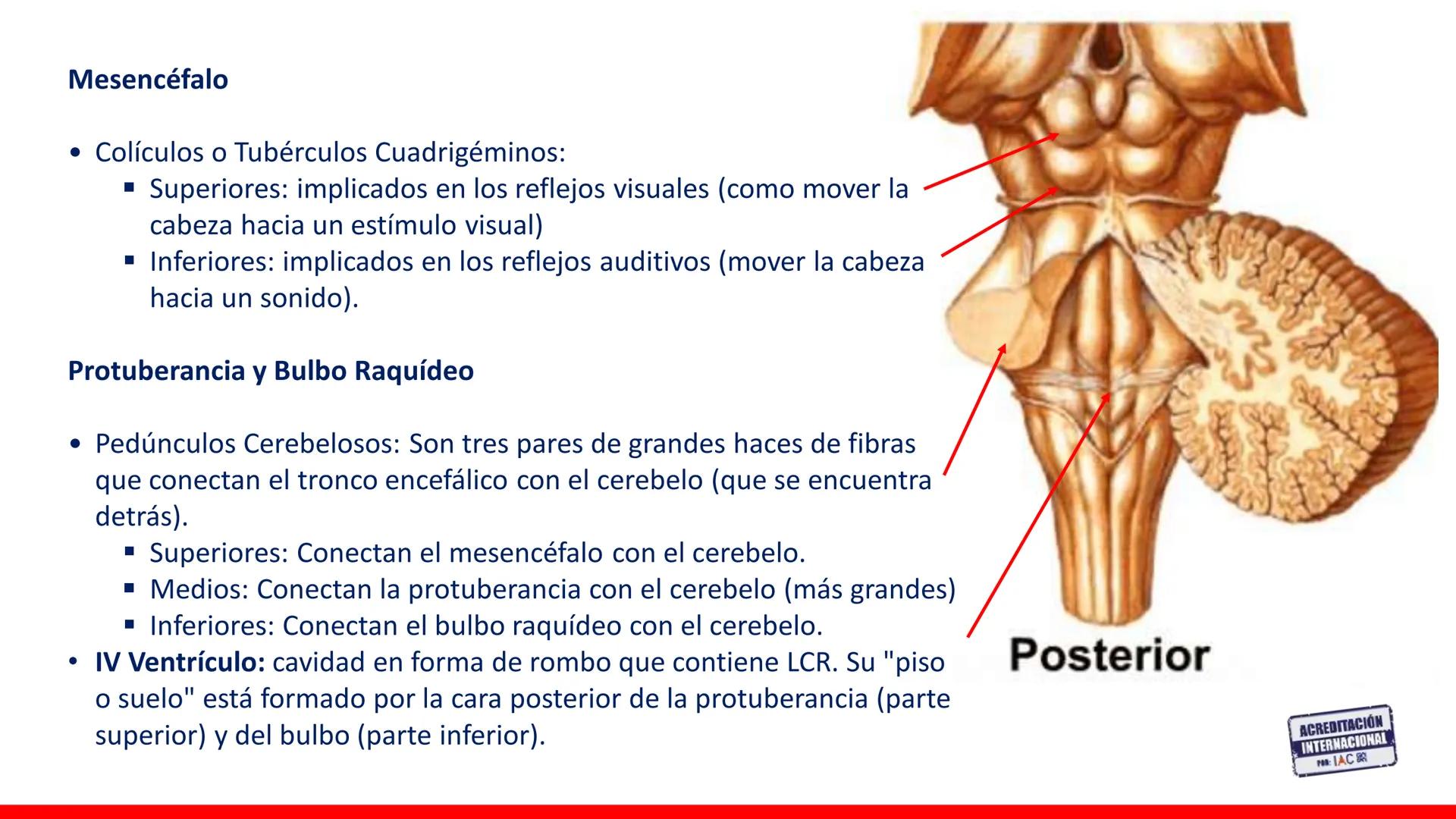 USAT
Universidad Católica
Santa Toribin de Magraveja
SISTEMA NERVIOSO: SN Central: Médula
espinal. Tronco encefálico, Cerebelo.
Diencéfalo.