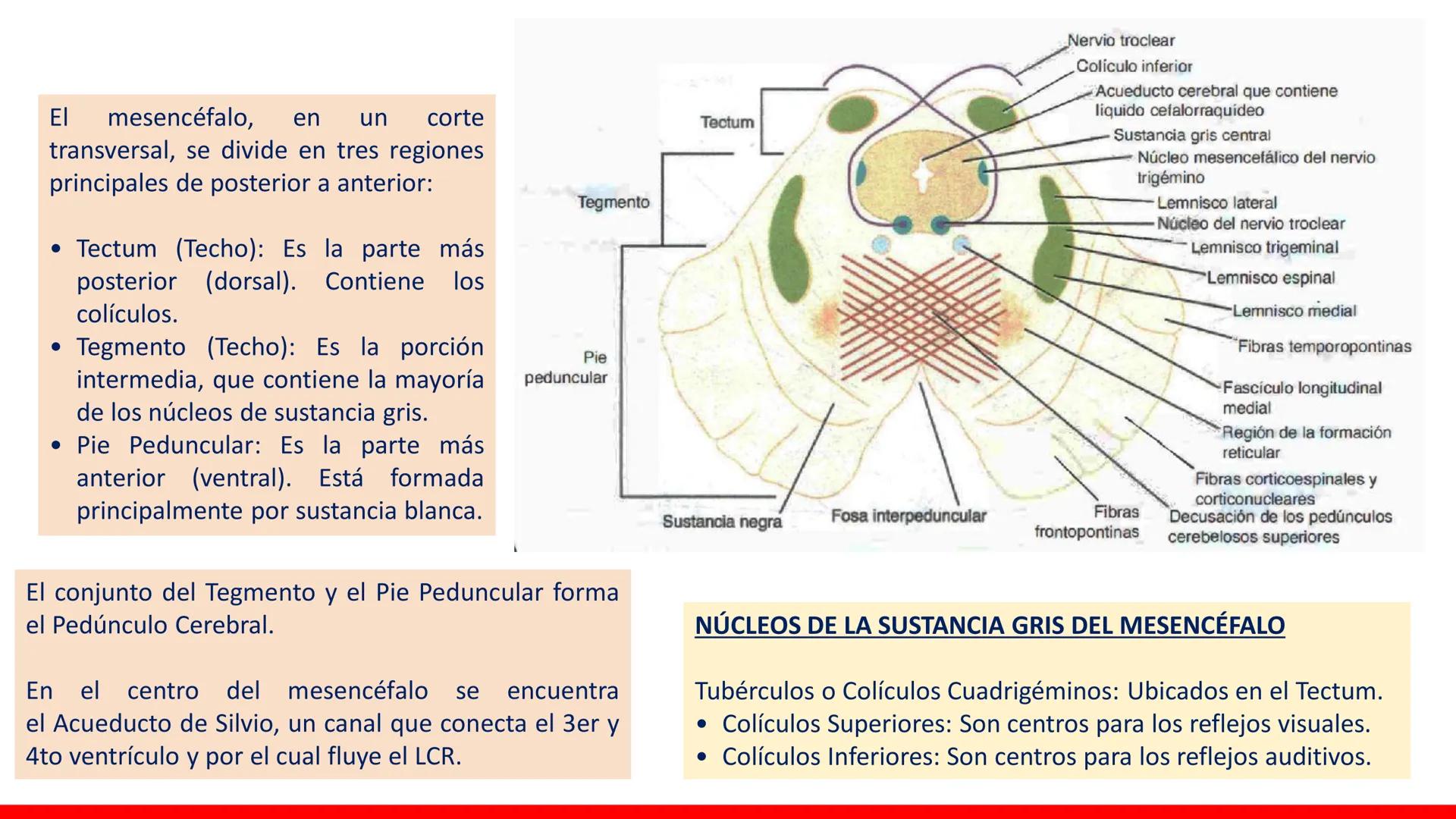 USAT
Universidad Católica
Santa Toribin de Magraveja
SISTEMA NERVIOSO: SN Central: Médula
espinal. Tronco encefálico, Cerebelo.
Diencéfalo.