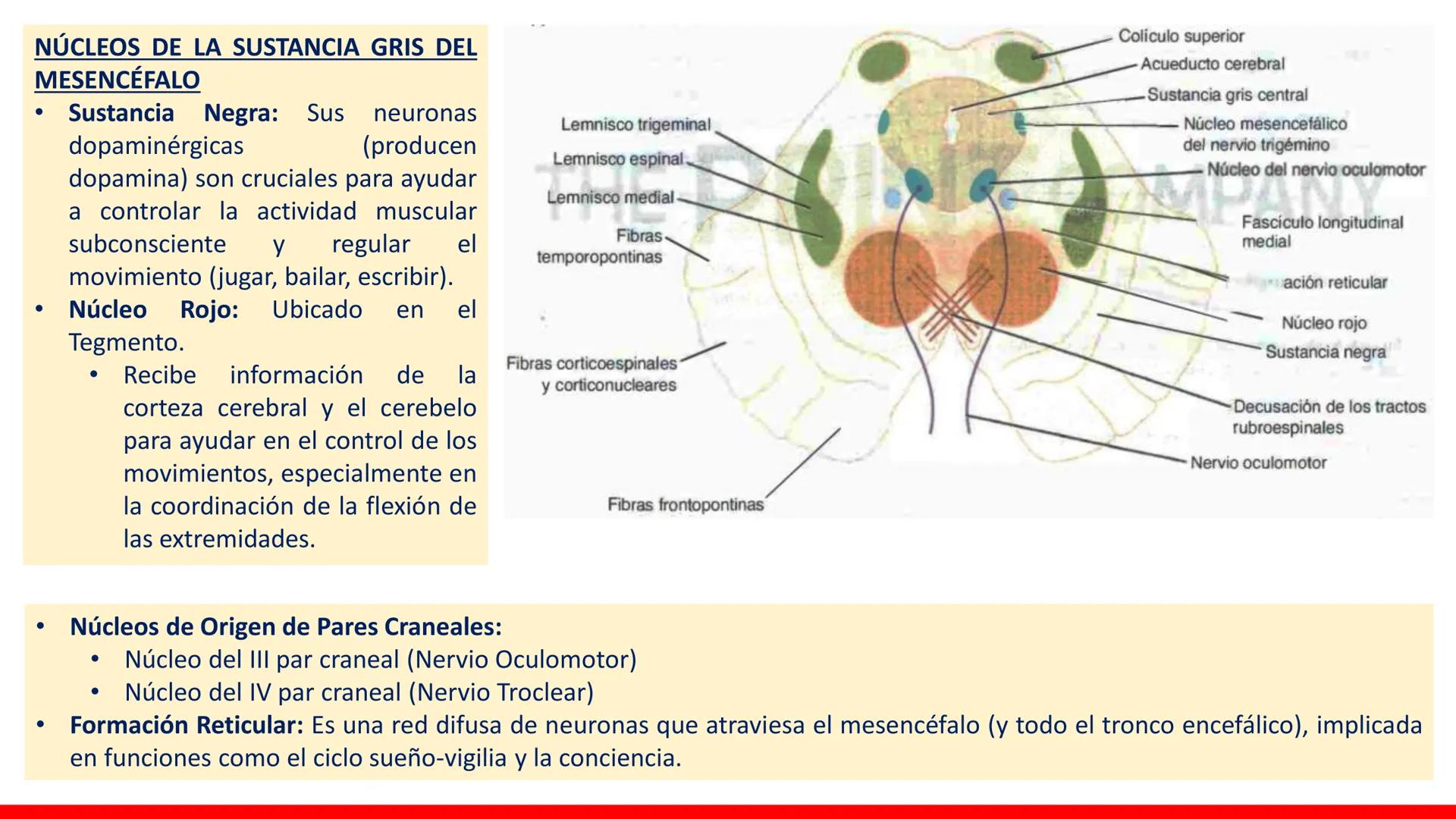 USAT
Universidad Católica
Santa Toribin de Magraveja
SISTEMA NERVIOSO: SN Central: Médula
espinal. Tronco encefálico, Cerebelo.
Diencéfalo.