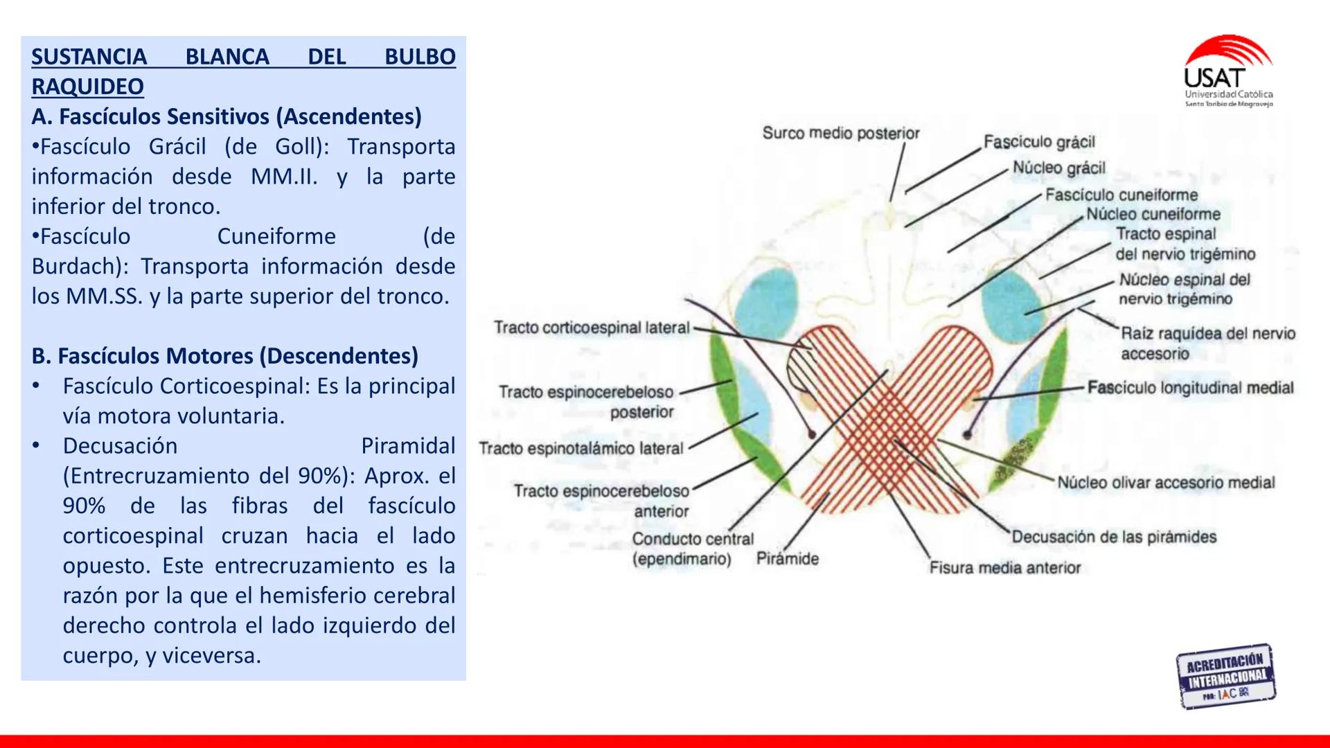 USAT
Universidad Católica
Santa Toribin de Magraveja
SISTEMA NERVIOSO: SN Central: Médula
espinal. Tronco encefálico, Cerebelo.
Diencéfalo.