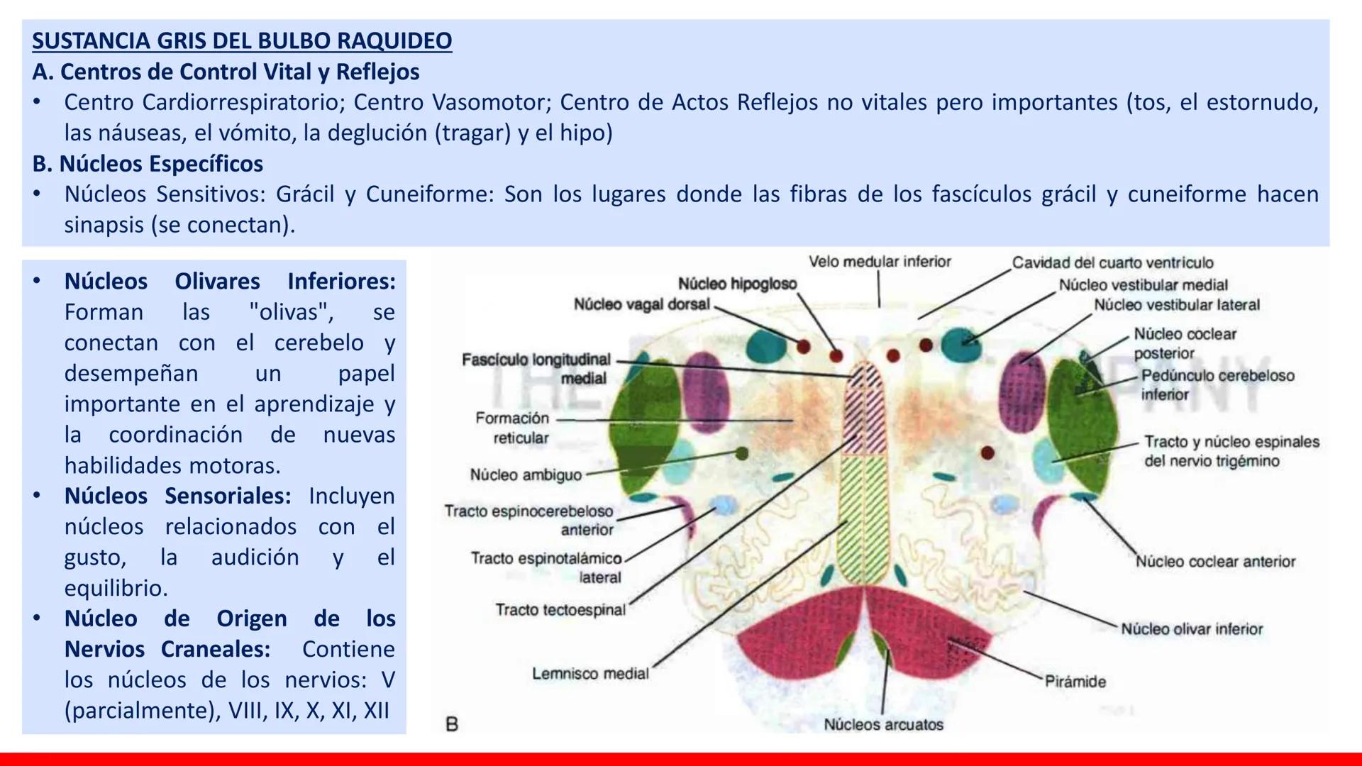 USAT
Universidad Católica
Santa Toribin de Magraveja
SISTEMA NERVIOSO: SN Central: Médula
espinal. Tronco encefálico, Cerebelo.
Diencéfalo.