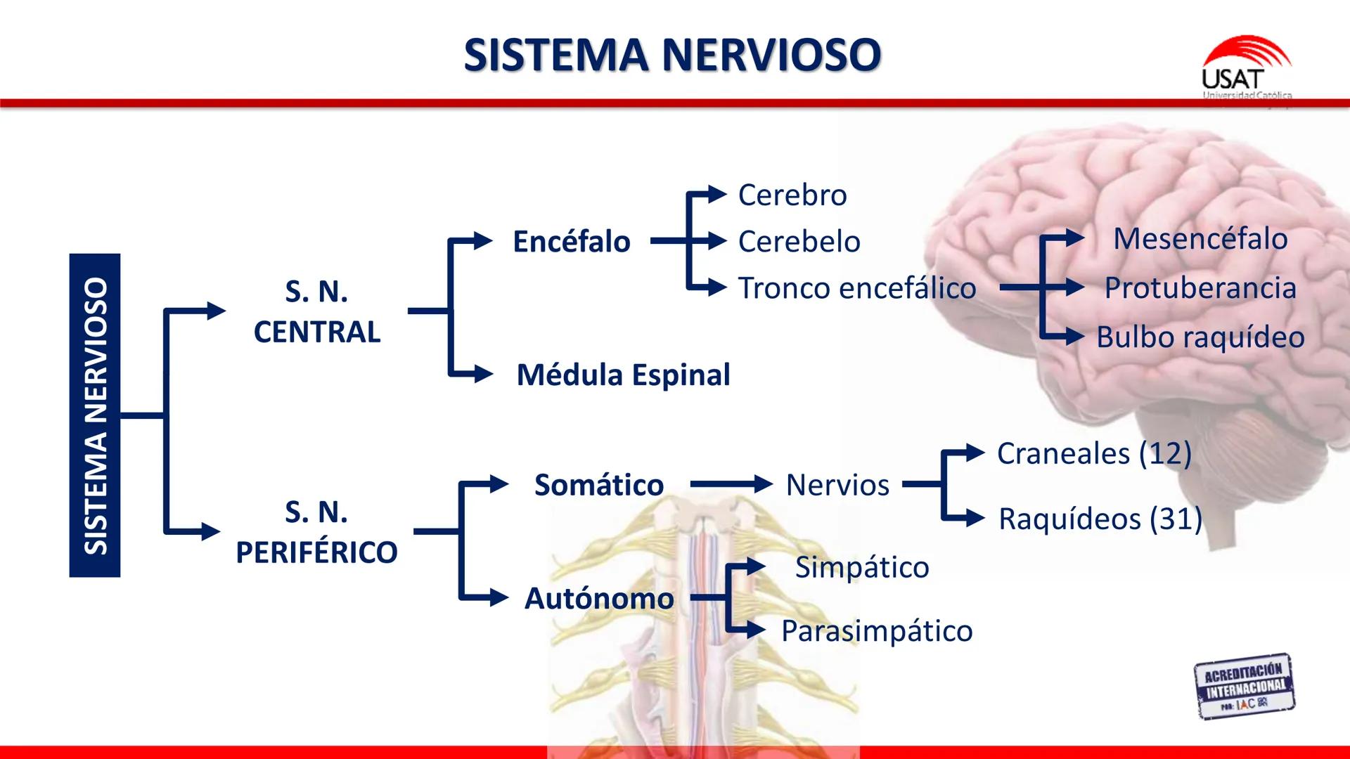 USAT
Universidad Católica
Santa Toribin de Magraveja
SISTEMA NERVIOSO: SN Central: Médula
espinal. Tronco encefálico, Cerebelo.
Diencéfalo.