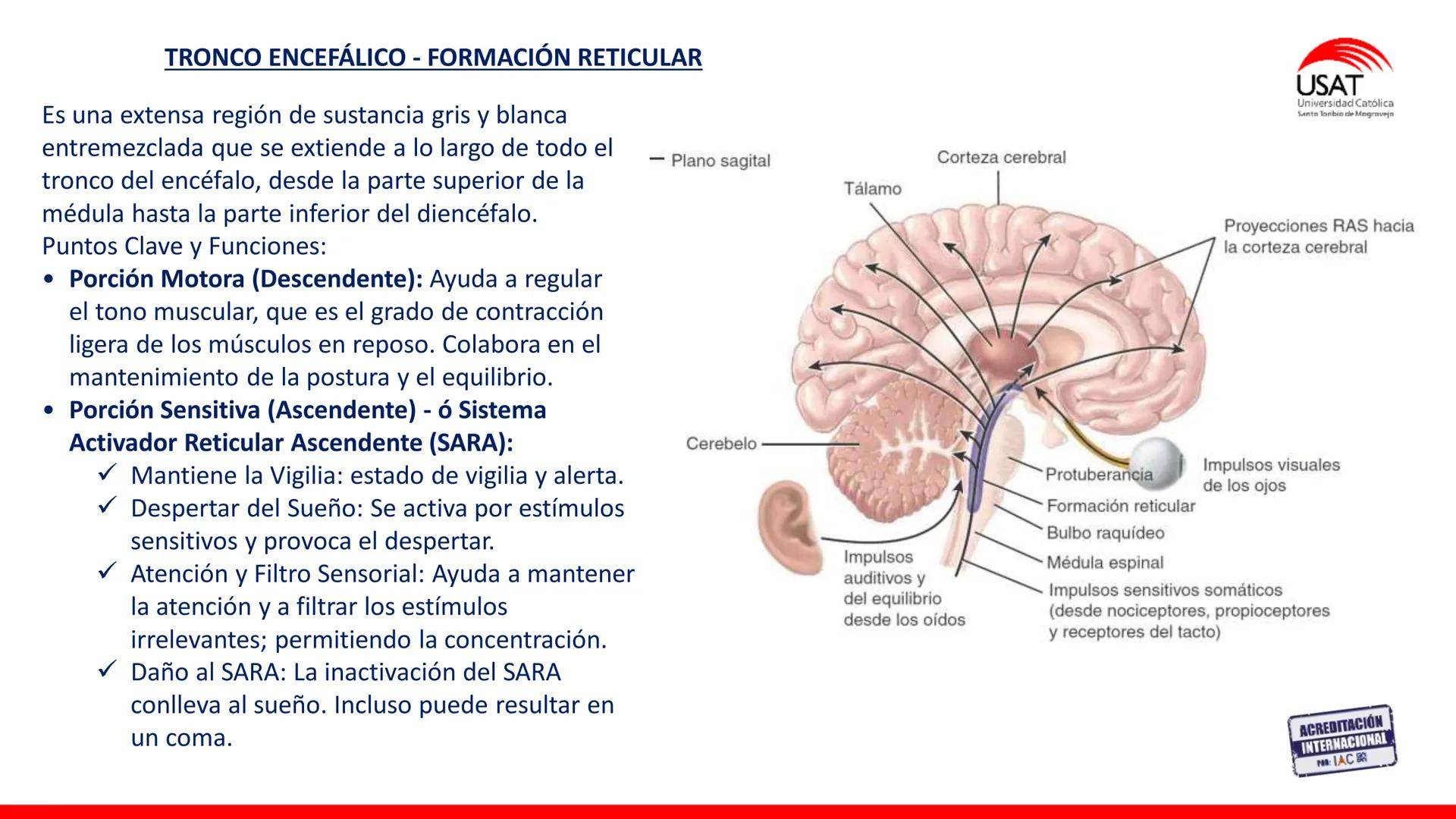 USAT
Universidad Católica
Santa Toribin de Magraveja
SISTEMA NERVIOSO: SN Central: Médula
espinal. Tronco encefálico, Cerebelo.
Diencéfalo.