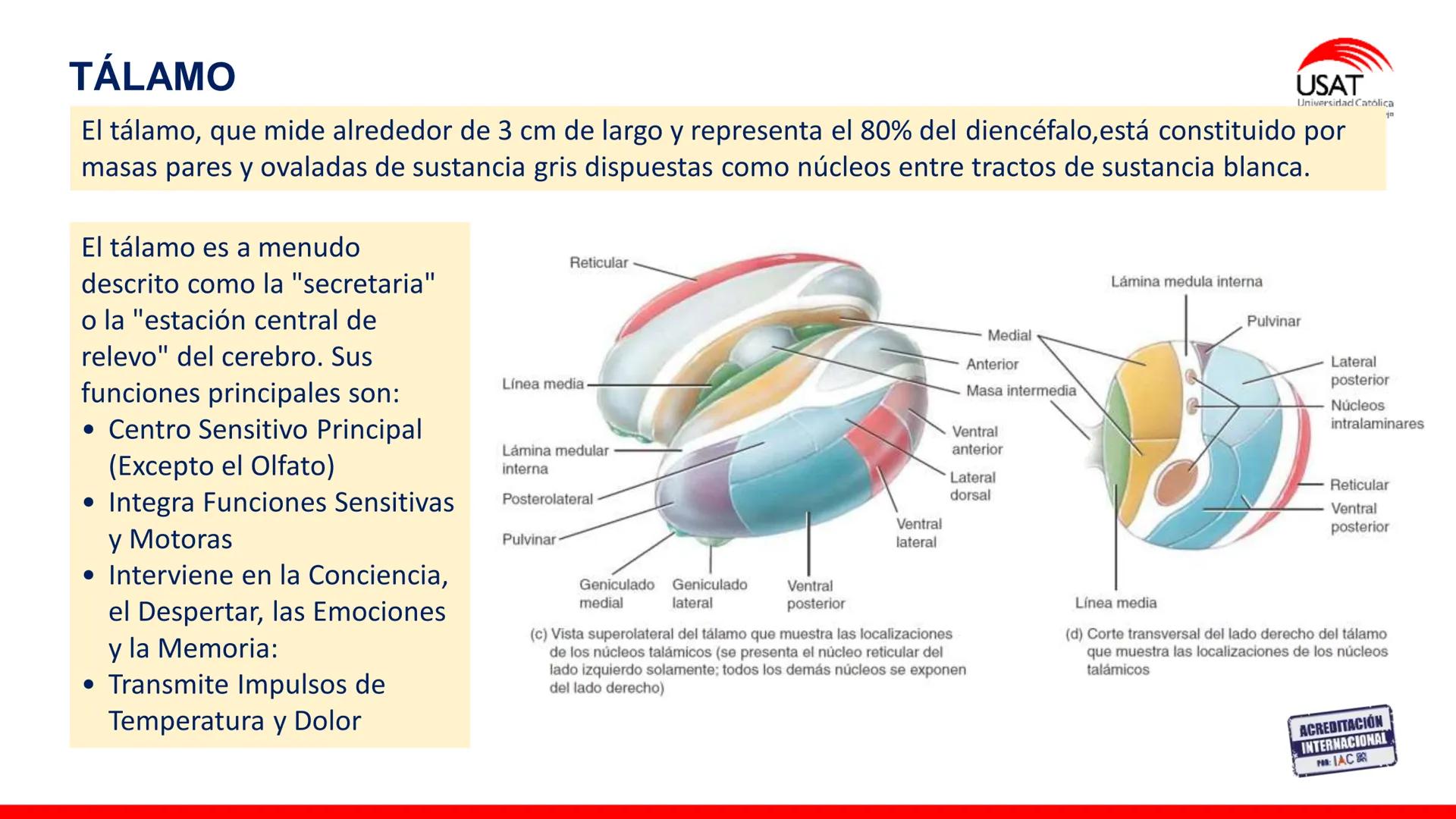 USAT
Universidad Católica
Santa Toribin de Magraveja
SISTEMA NERVIOSO: SN Central: Médula
espinal. Tronco encefálico, Cerebelo.
Diencéfalo.