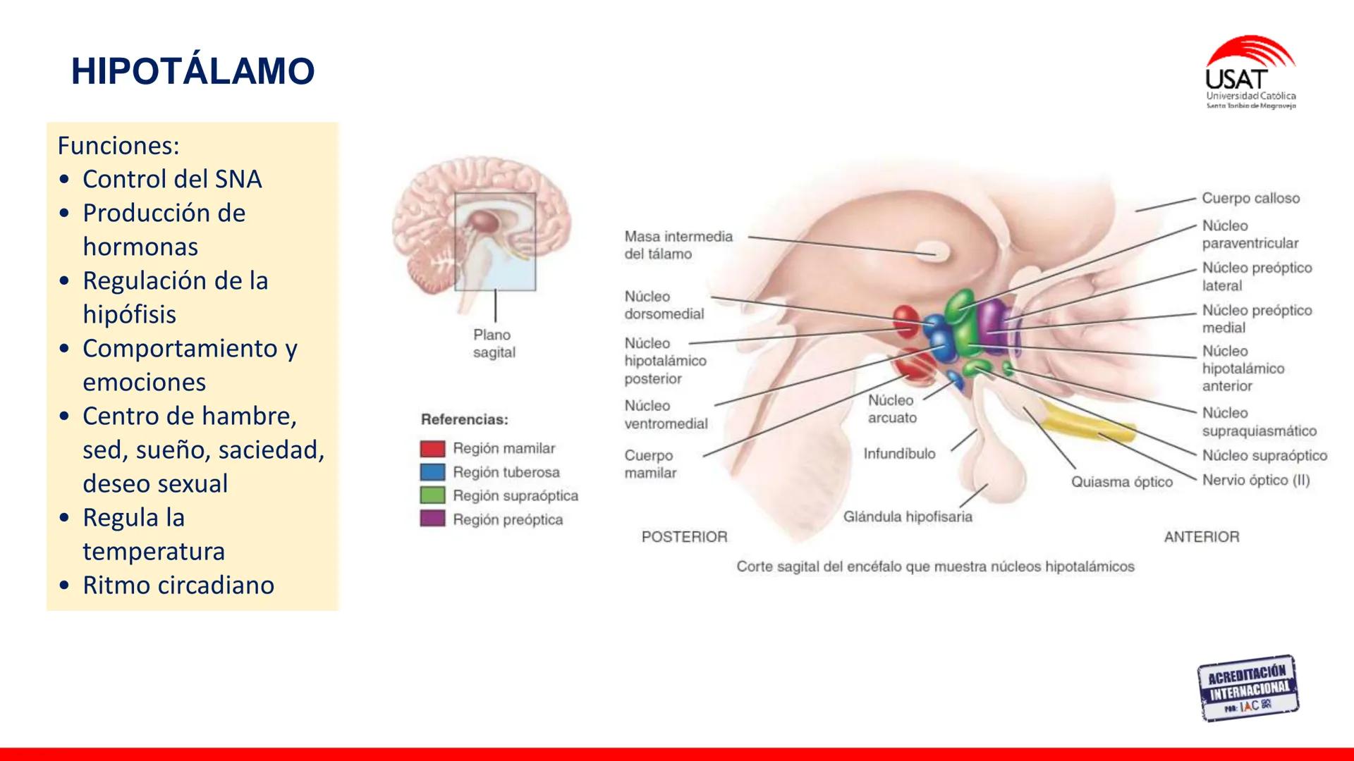 USAT
Universidad Católica
Santa Toribin de Magraveja
SISTEMA NERVIOSO: SN Central: Médula
espinal. Tronco encefálico, Cerebelo.
Diencéfalo.