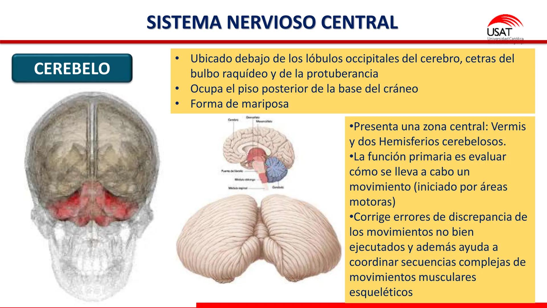 USAT
Universidad Católica
Santa Toribin de Magraveja
SISTEMA NERVIOSO: SN Central: Médula
espinal. Tronco encefálico, Cerebelo.
Diencéfalo.