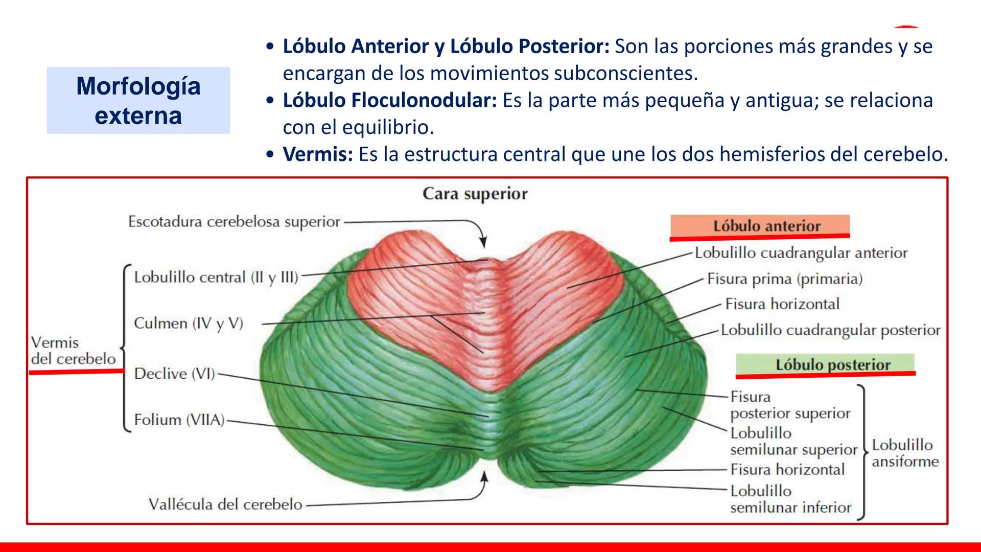 USAT
Universidad Católica
Santa Toribin de Magraveja
SISTEMA NERVIOSO: SN Central: Médula
espinal. Tronco encefálico, Cerebelo.
Diencéfalo.