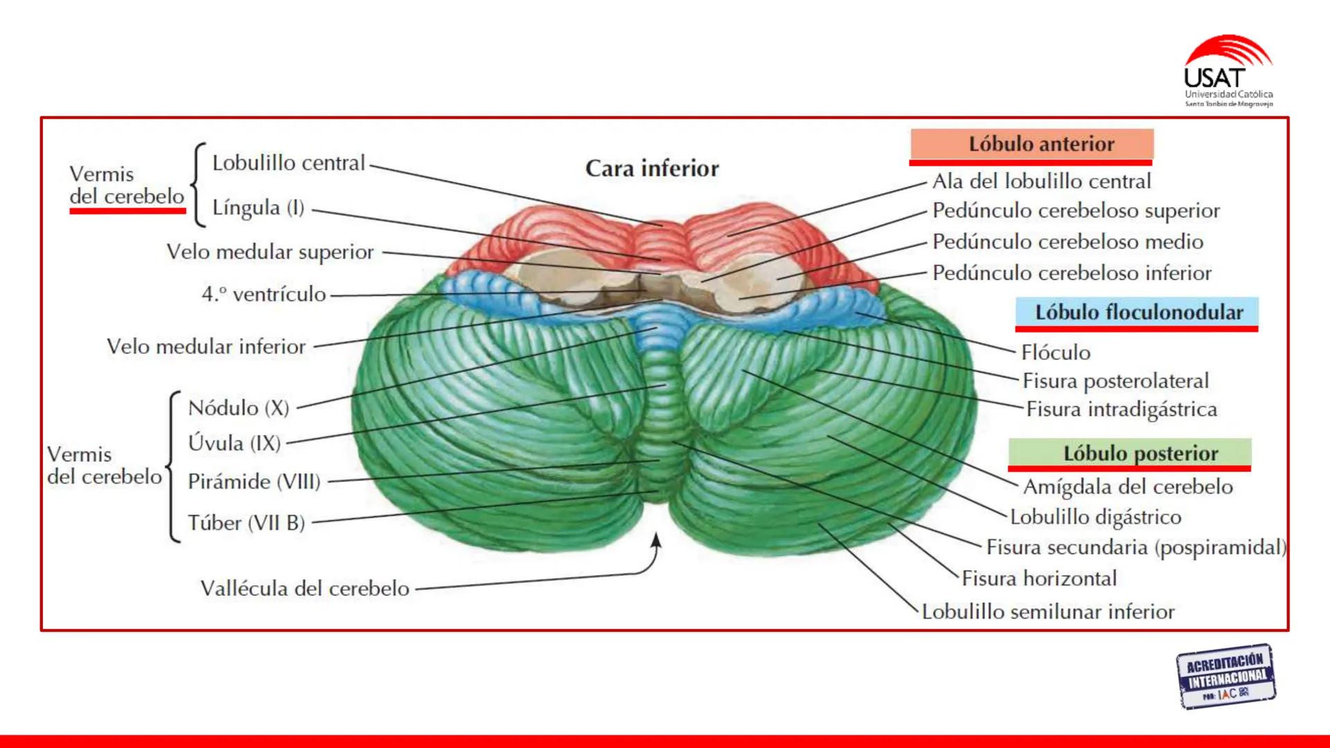USAT
Universidad Católica
Santa Toribin de Magraveja
SISTEMA NERVIOSO: SN Central: Médula
espinal. Tronco encefálico, Cerebelo.
Diencéfalo.