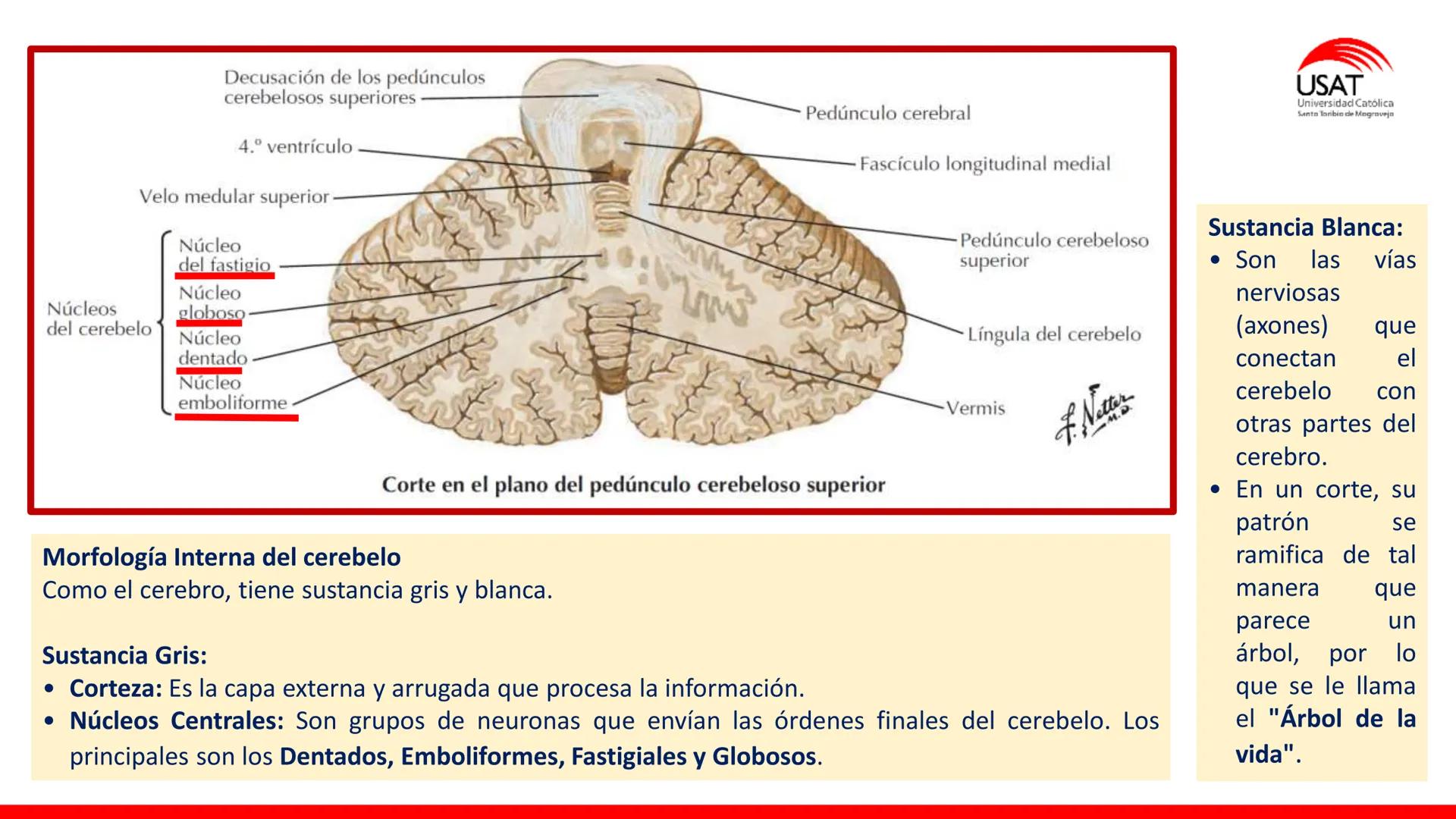 USAT
Universidad Católica
Santa Toribin de Magraveja
SISTEMA NERVIOSO: SN Central: Médula
espinal. Tronco encefálico, Cerebelo.
Diencéfalo.