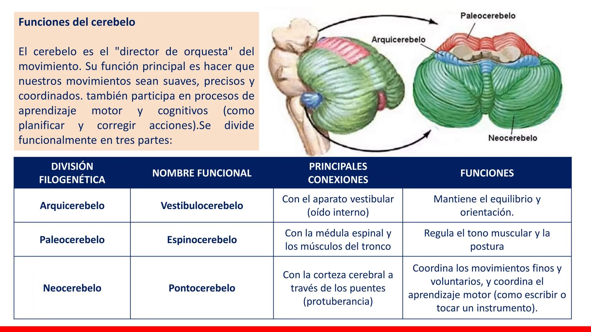USAT
Universidad Católica
Santa Toribin de Magraveja
SISTEMA NERVIOSO: SN Central: Médula
espinal. Tronco encefálico, Cerebelo.
Diencéfalo.
