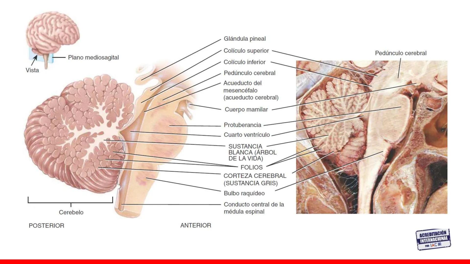 USAT
Universidad Católica
Santa Toribin de Magraveja
SISTEMA NERVIOSO: SN Central: Médula
espinal. Tronco encefálico, Cerebelo.
Diencéfalo.