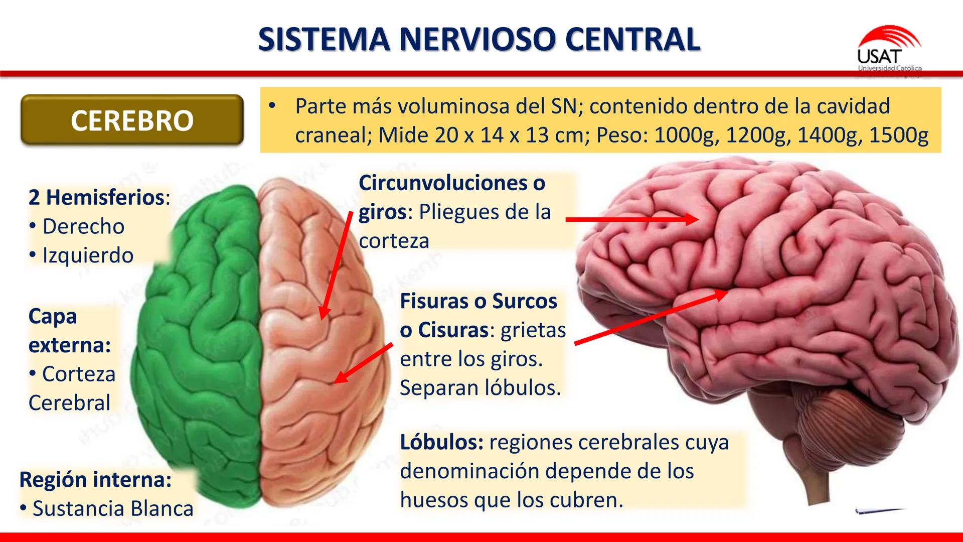 USAT
Universidad Católica
Santa Toribin de Magraveja
SISTEMA NERVIOSO: SN Central: Médula
espinal. Tronco encefálico, Cerebelo.
Diencéfalo.