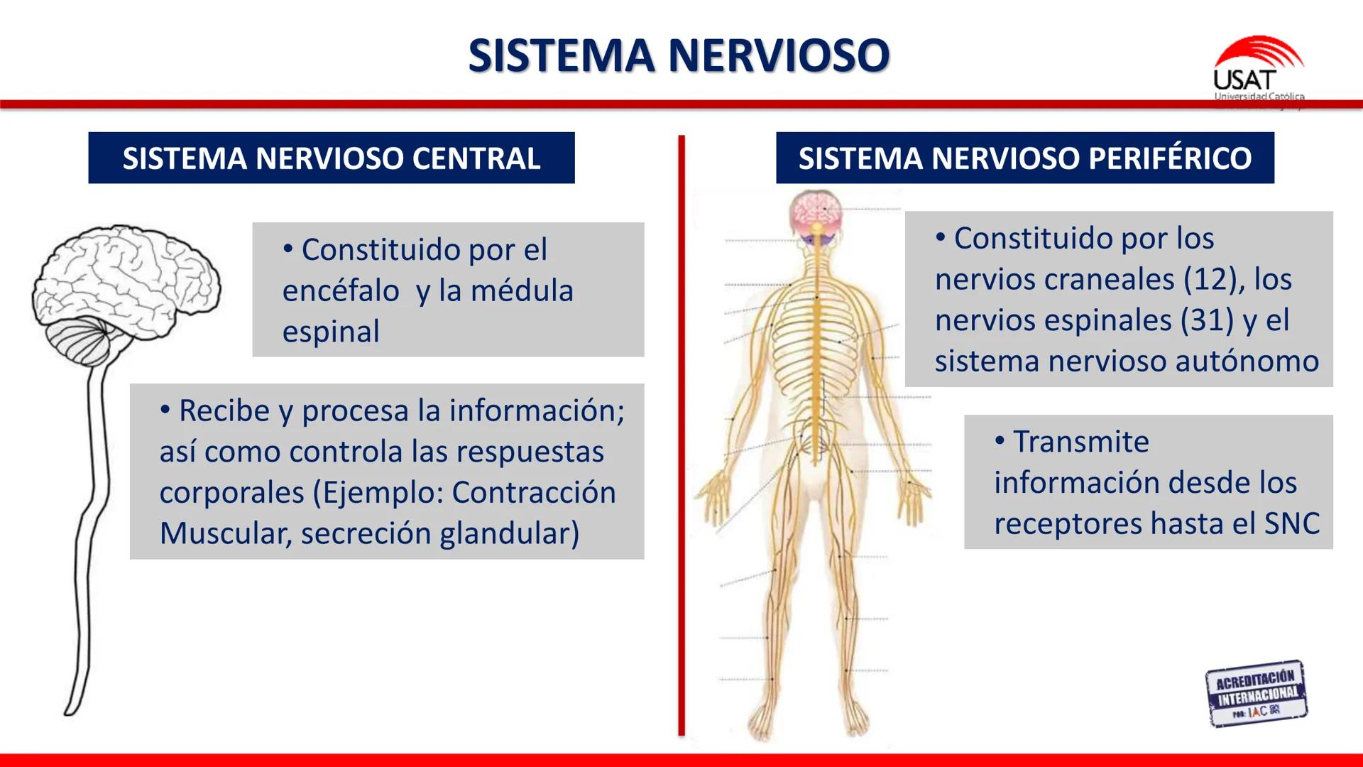 USAT
Universidad Católica
Santa Toribin de Magraveja
SISTEMA NERVIOSO: SN Central: Médula
espinal. Tronco encefálico, Cerebelo.
Diencéfalo.