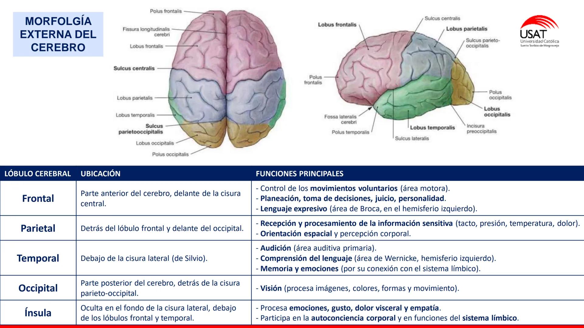 USAT
Universidad Católica
Santa Toribin de Magraveja
SISTEMA NERVIOSO: SN Central: Médula
espinal. Tronco encefálico, Cerebelo.
Diencéfalo.