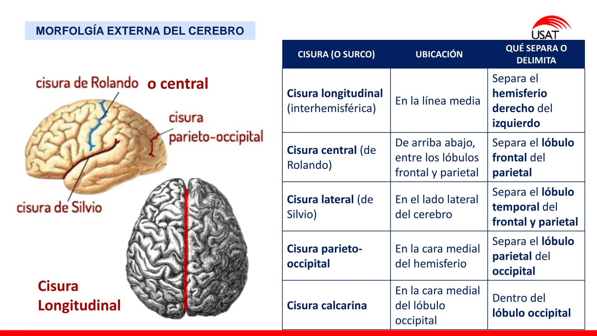USAT
Universidad Católica
Santa Toribin de Magraveja
SISTEMA NERVIOSO: SN Central: Médula
espinal. Tronco encefálico, Cerebelo.
Diencéfalo.