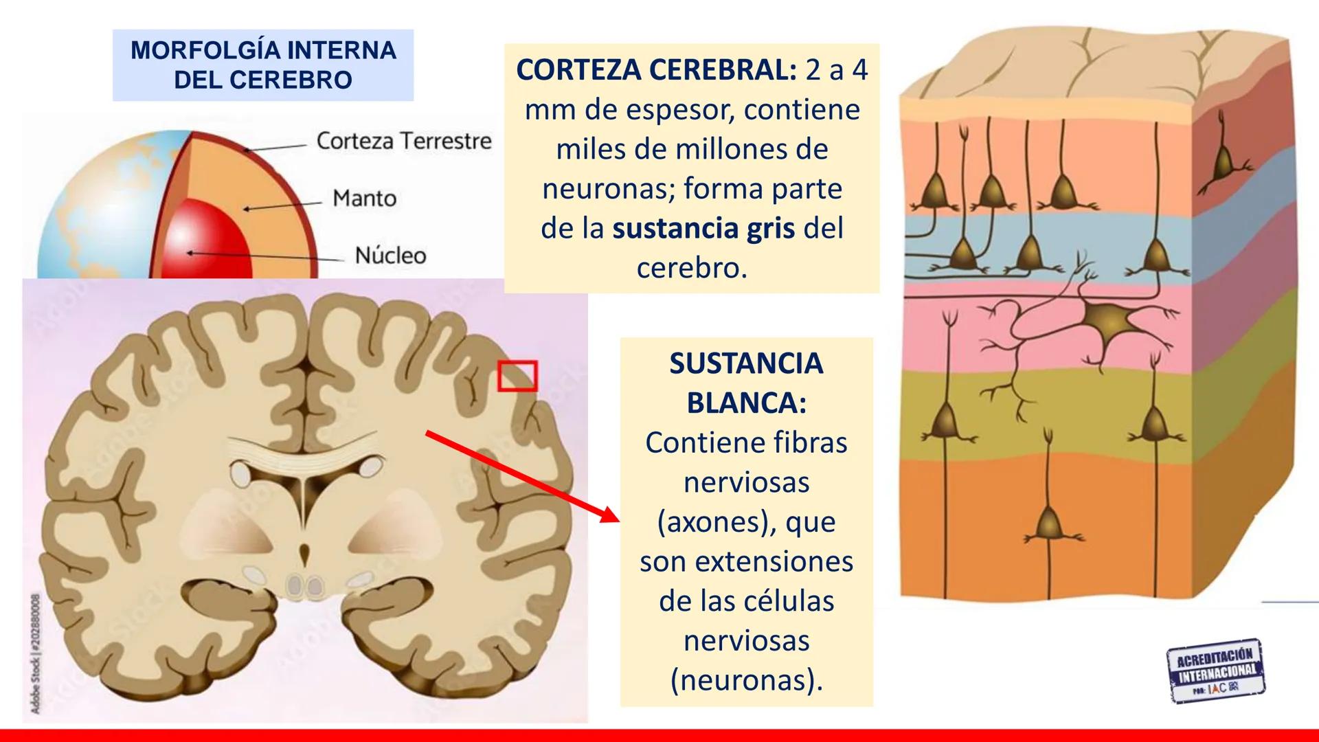USAT
Universidad Católica
Santa Toribin de Magraveja
SISTEMA NERVIOSO: SN Central: Médula
espinal. Tronco encefálico, Cerebelo.
Diencéfalo.