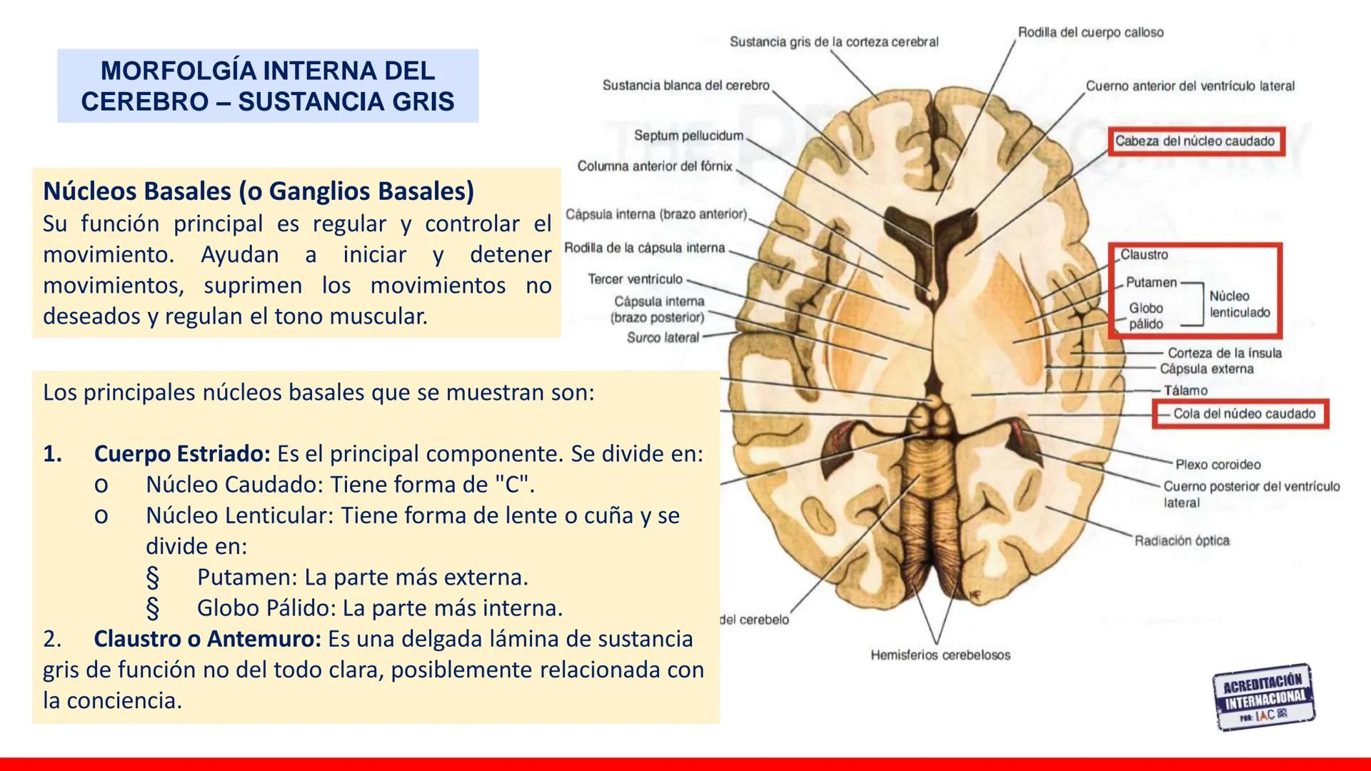 USAT
Universidad Católica
Santa Toribin de Magraveja
SISTEMA NERVIOSO: SN Central: Médula
espinal. Tronco encefálico, Cerebelo.
Diencéfalo.