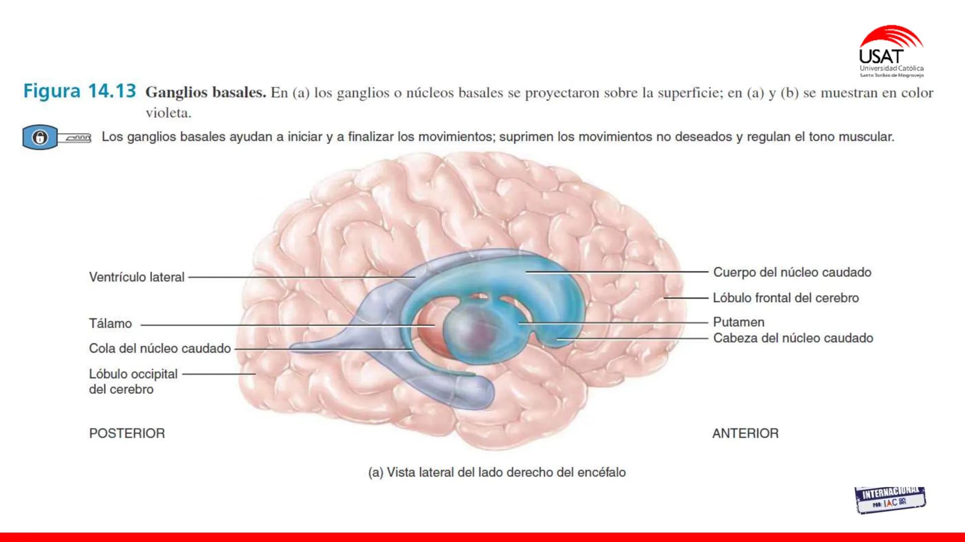 USAT
Universidad Católica
Santa Toribin de Magraveja
SISTEMA NERVIOSO: SN Central: Médula
espinal. Tronco encefálico, Cerebelo.
Diencéfalo.