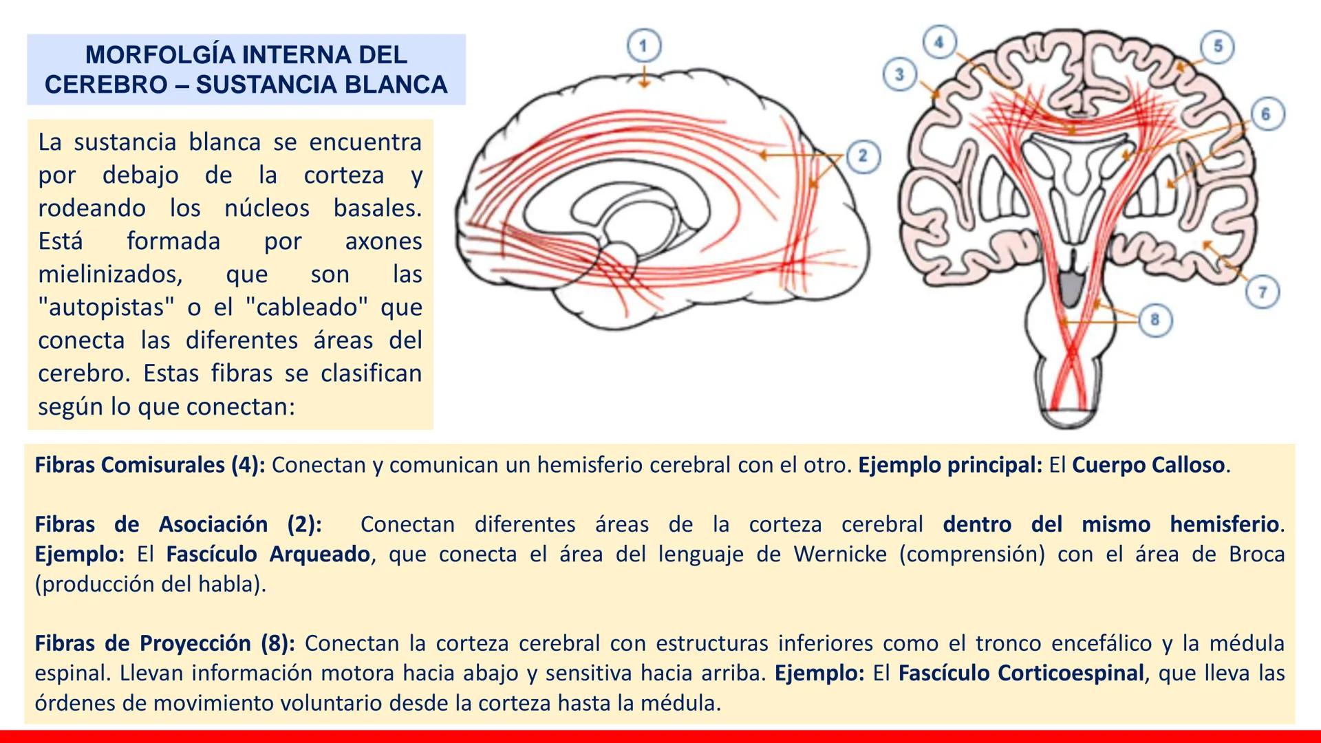 USAT
Universidad Católica
Santa Toribin de Magraveja
SISTEMA NERVIOSO: SN Central: Médula
espinal. Tronco encefálico, Cerebelo.
Diencéfalo.