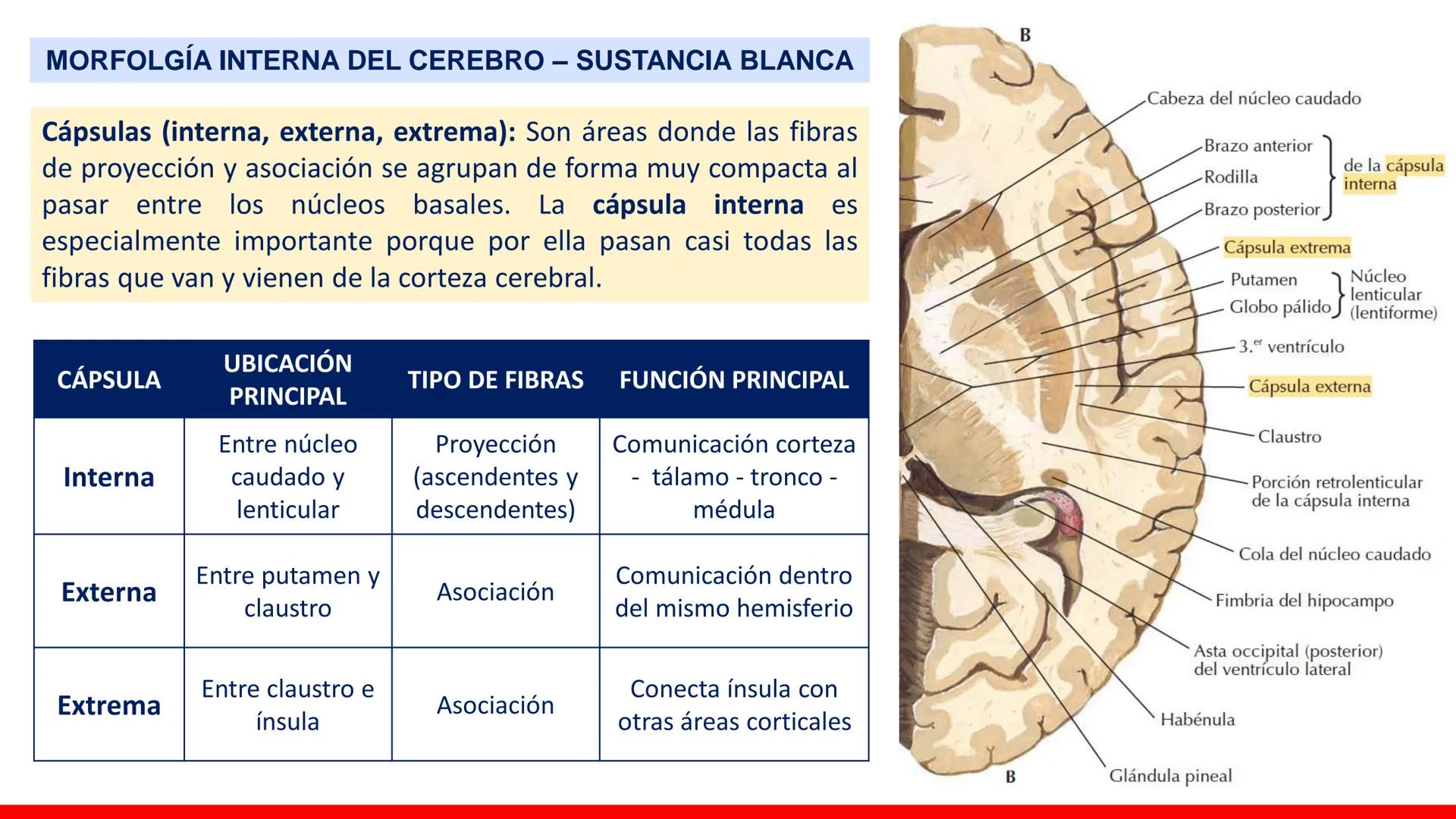 USAT
Universidad Católica
Santa Toribin de Magraveja
SISTEMA NERVIOSO: SN Central: Médula
espinal. Tronco encefálico, Cerebelo.
Diencéfalo.