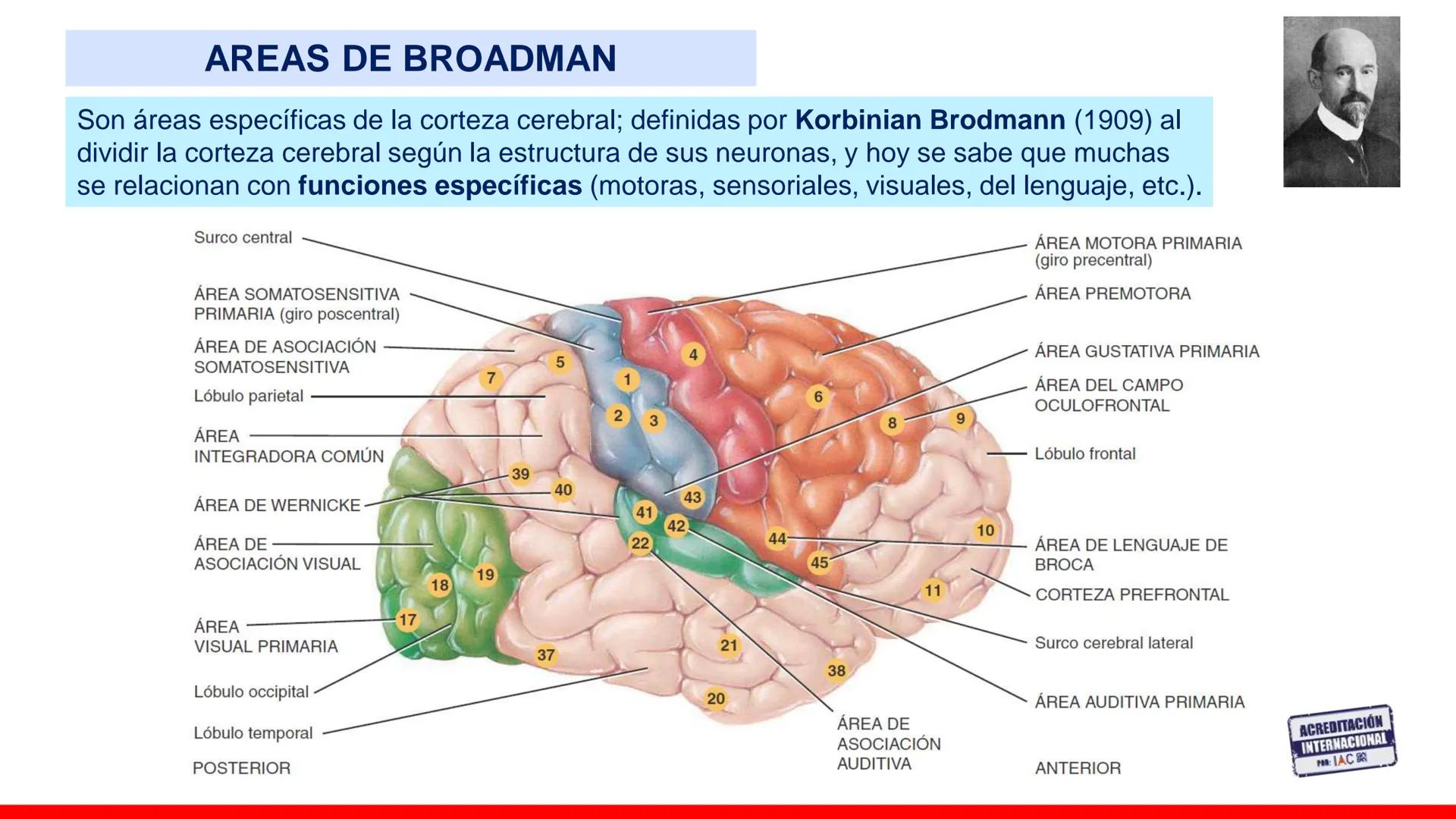 USAT
Universidad Católica
Santa Toribin de Magraveja
SISTEMA NERVIOSO: SN Central: Médula
espinal. Tronco encefálico, Cerebelo.
Diencéfalo.