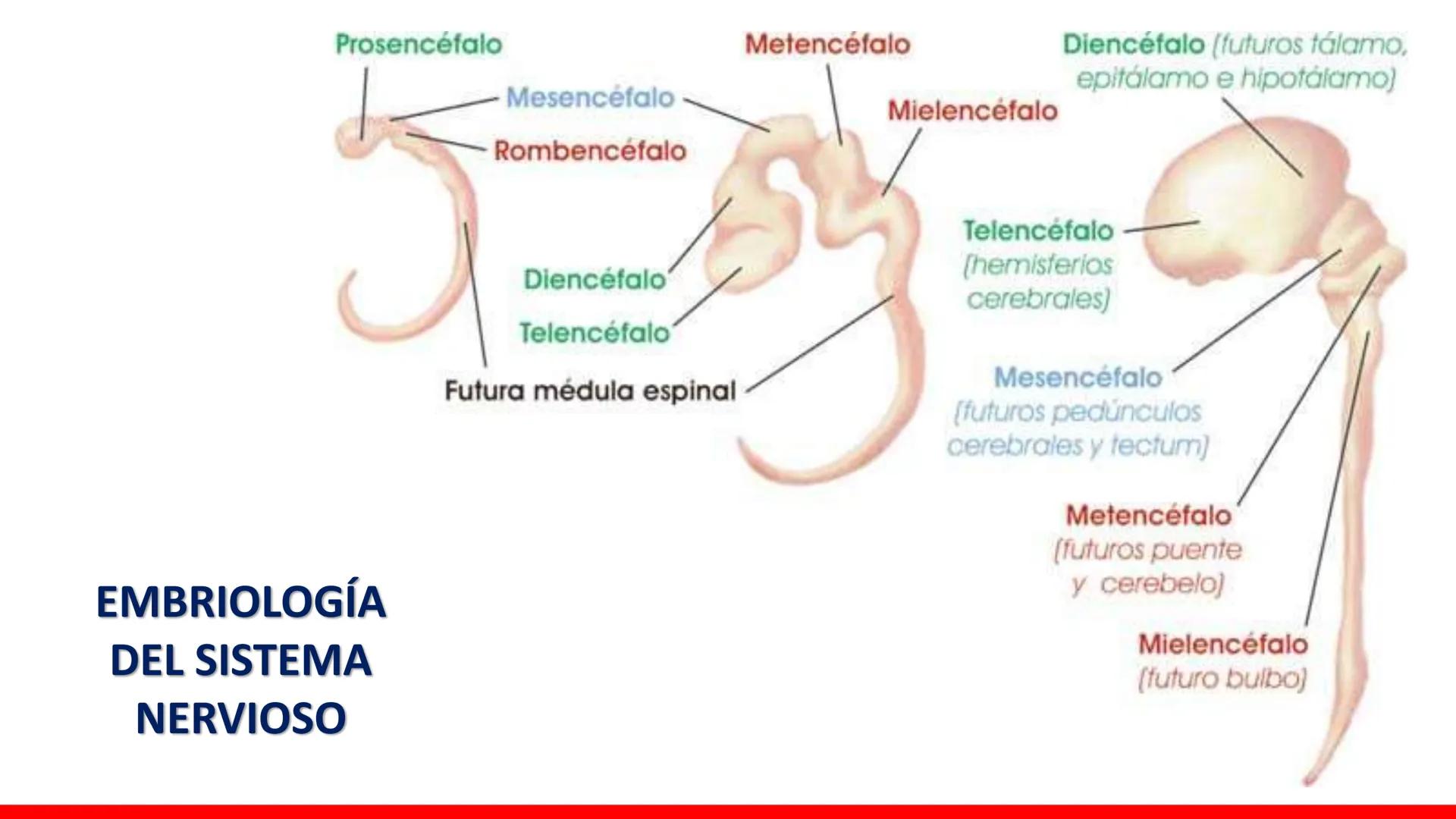 USAT
Universidad Católica
Santa Toribin de Magraveja
SISTEMA NERVIOSO: SN Central: Médula
espinal. Tronco encefálico, Cerebelo.
Diencéfalo.