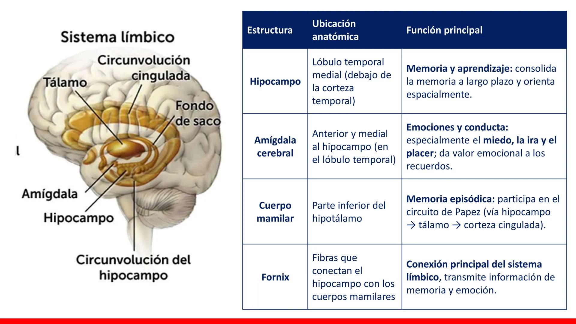 USAT
Universidad Católica
Santa Toribin de Magraveja
SISTEMA NERVIOSO: SN Central: Médula
espinal. Tronco encefálico, Cerebelo.
Diencéfalo.