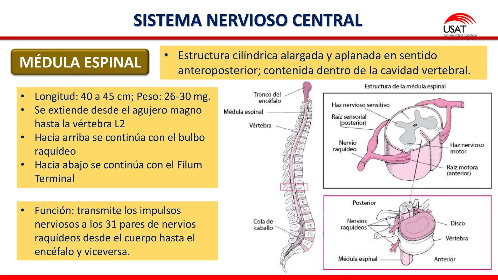USAT
Universidad Católica
Santa Toribin de Magraveja
SISTEMA NERVIOSO: SN Central: Médula
espinal. Tronco encefálico, Cerebelo.
Diencéfalo.