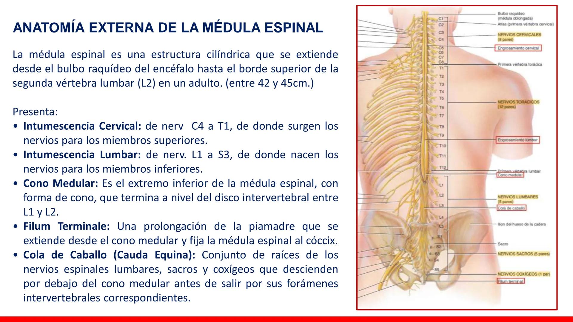 USAT
Universidad Católica
Santa Toribin de Magraveja
SISTEMA NERVIOSO: SN Central: Médula
espinal. Tronco encefálico, Cerebelo.
Diencéfalo.