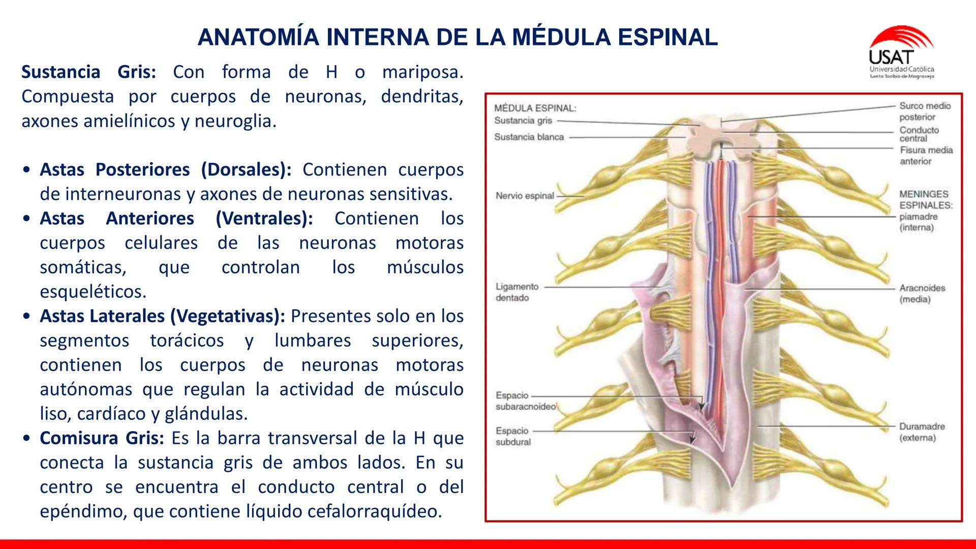 USAT
Universidad Católica
Santa Toribin de Magraveja
SISTEMA NERVIOSO: SN Central: Médula
espinal. Tronco encefálico, Cerebelo.
Diencéfalo.
