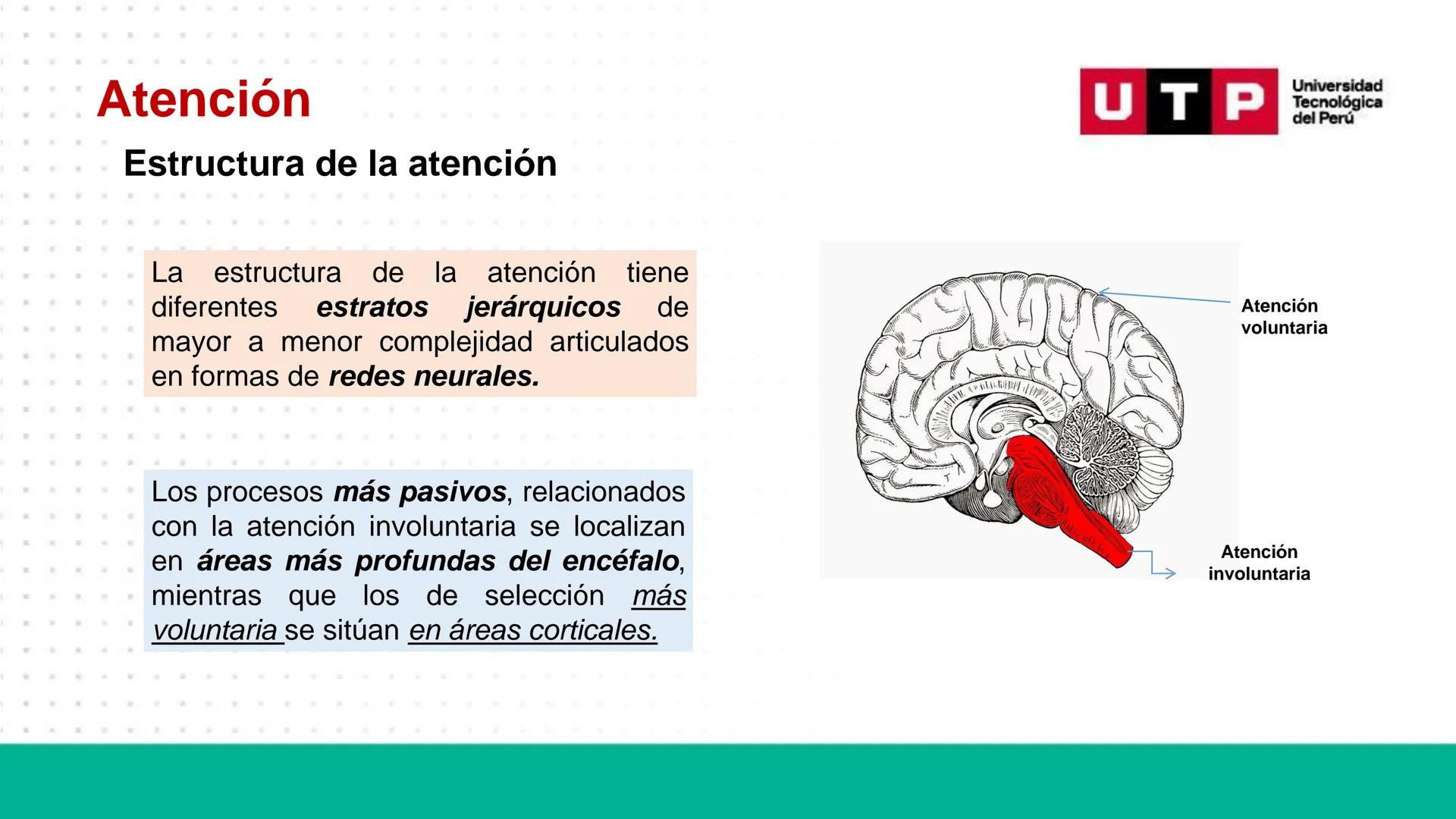 # Bases biológicas del
comportamiento
Sesión 13: Atención y conciencia
Universidad
UTP Tecnológica
del Perú Recordemos
Universidad
UTP Te