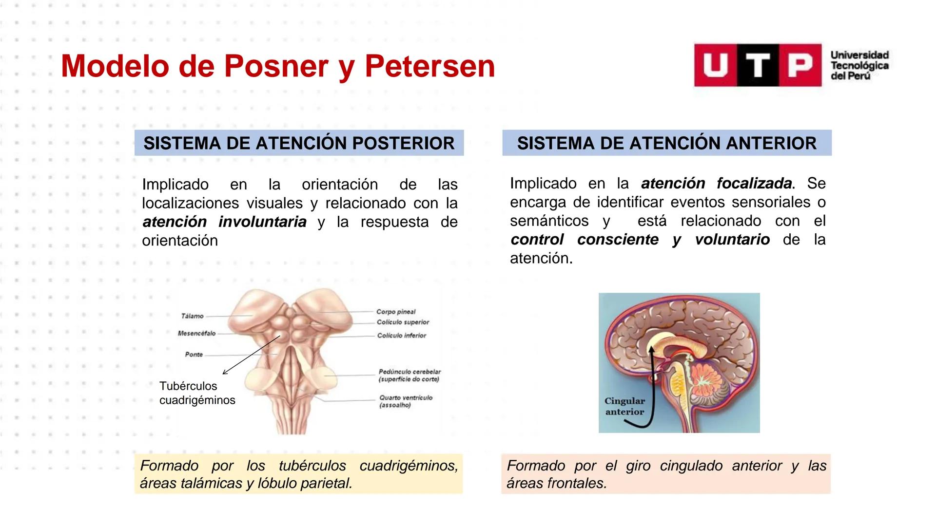 # Bases biológicas del
comportamiento
Sesión 13: Atención y conciencia
Universidad
UTP Tecnológica
del Perú Recordemos
Universidad
UTP Te